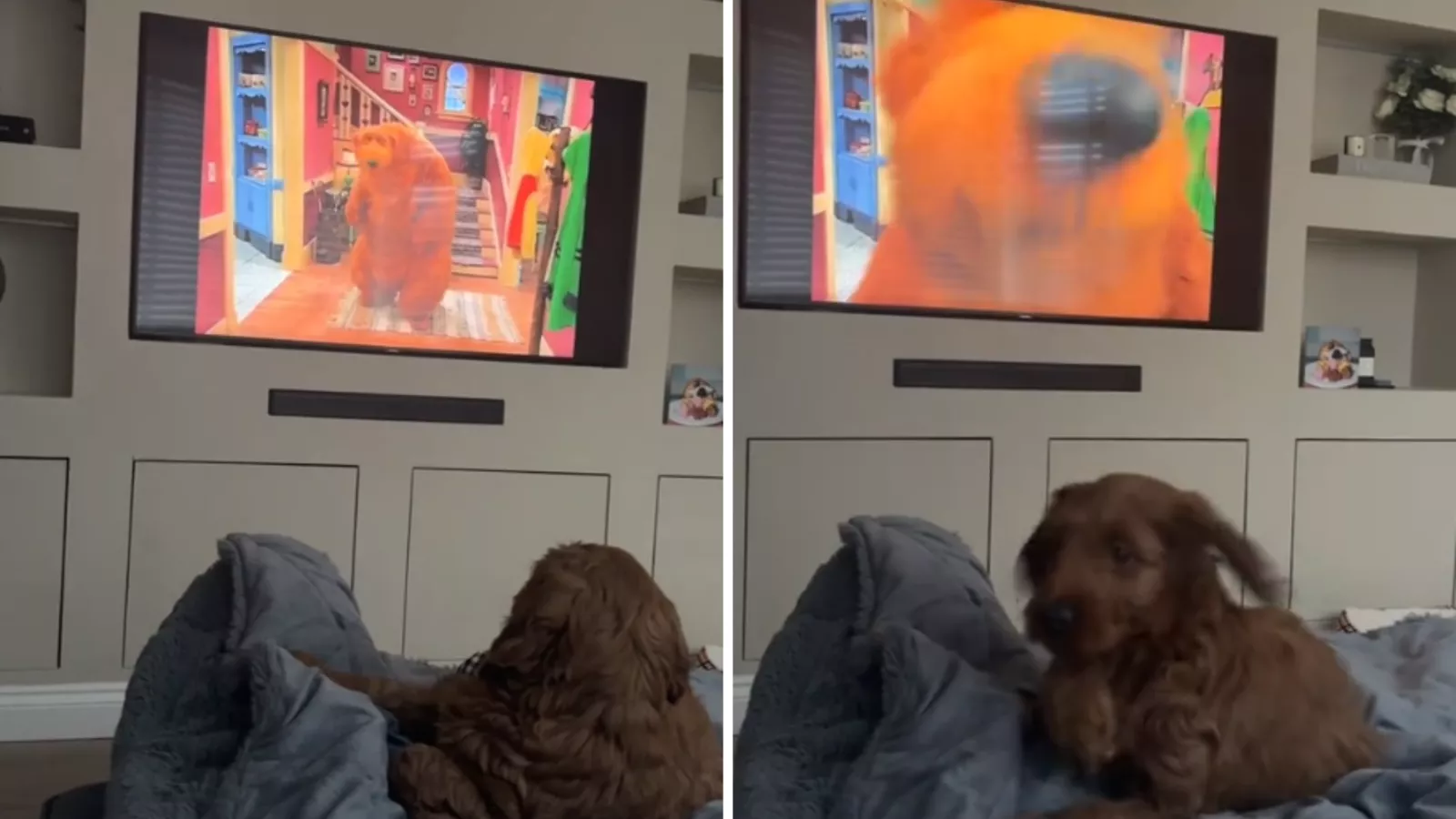 Moment puppy hilariously runs for cover over what he sees on TV