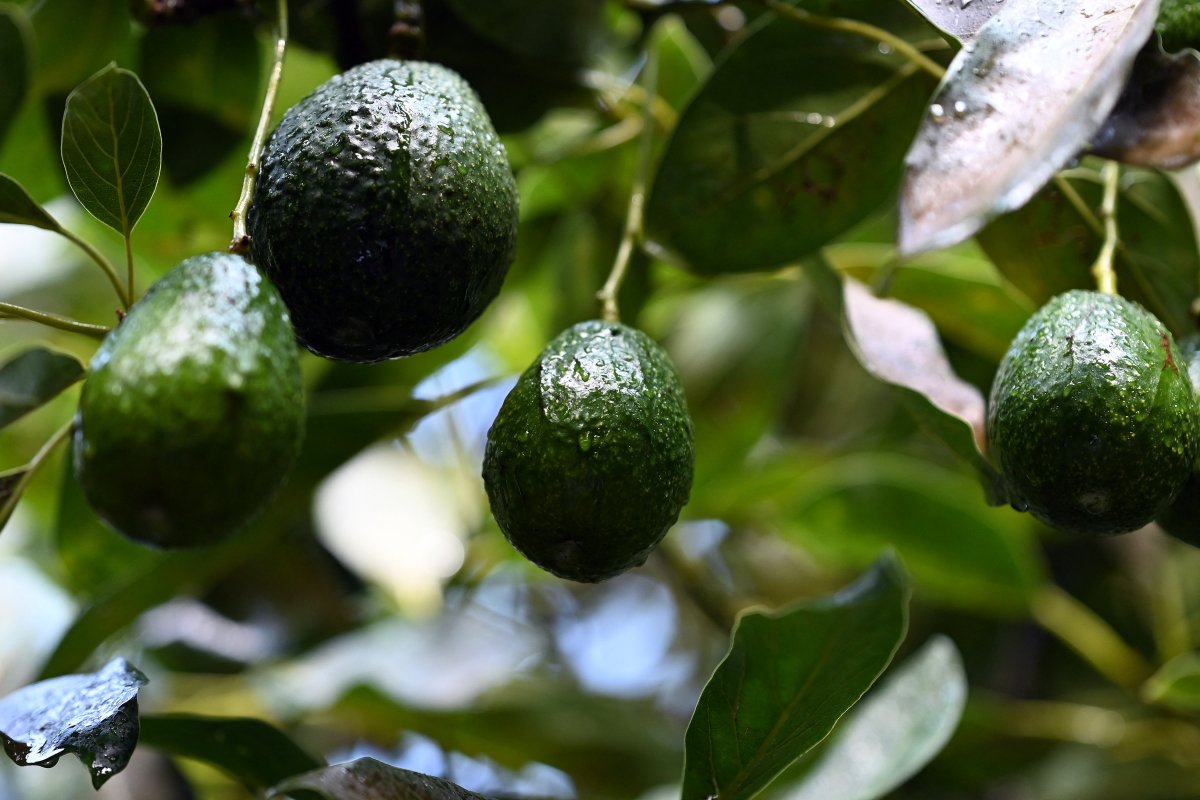 Avocados grow in Mexico 