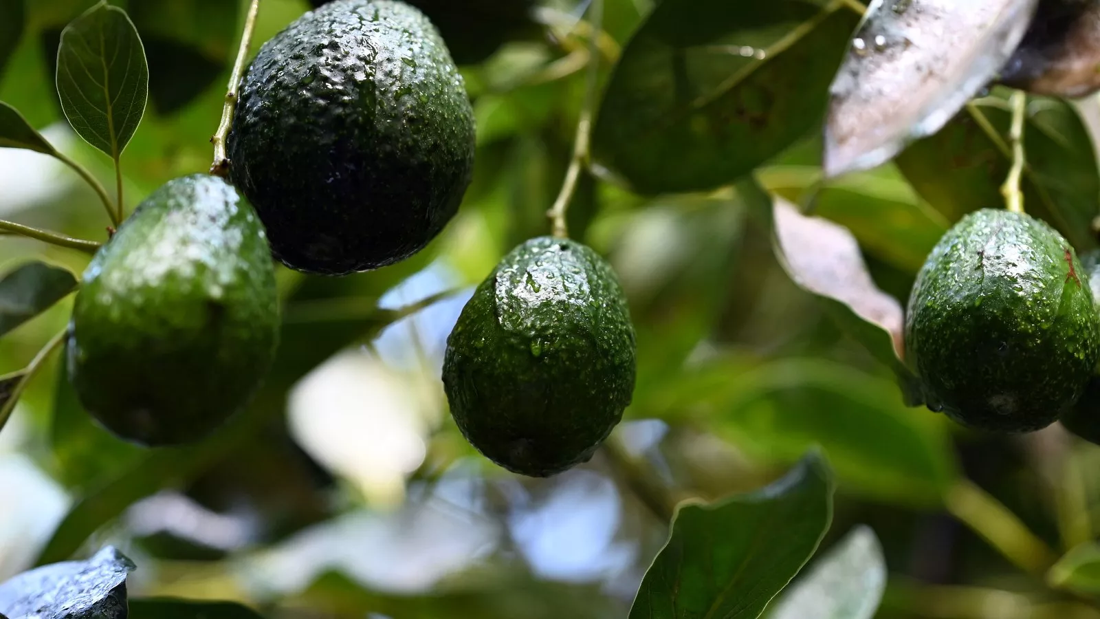 Avocado prices set to soar because of Trump tariffs