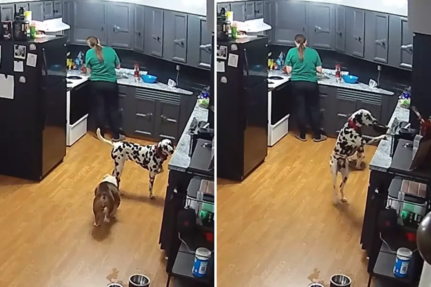 Security cam captures what Dalmatian does as soon as owner's back is turned