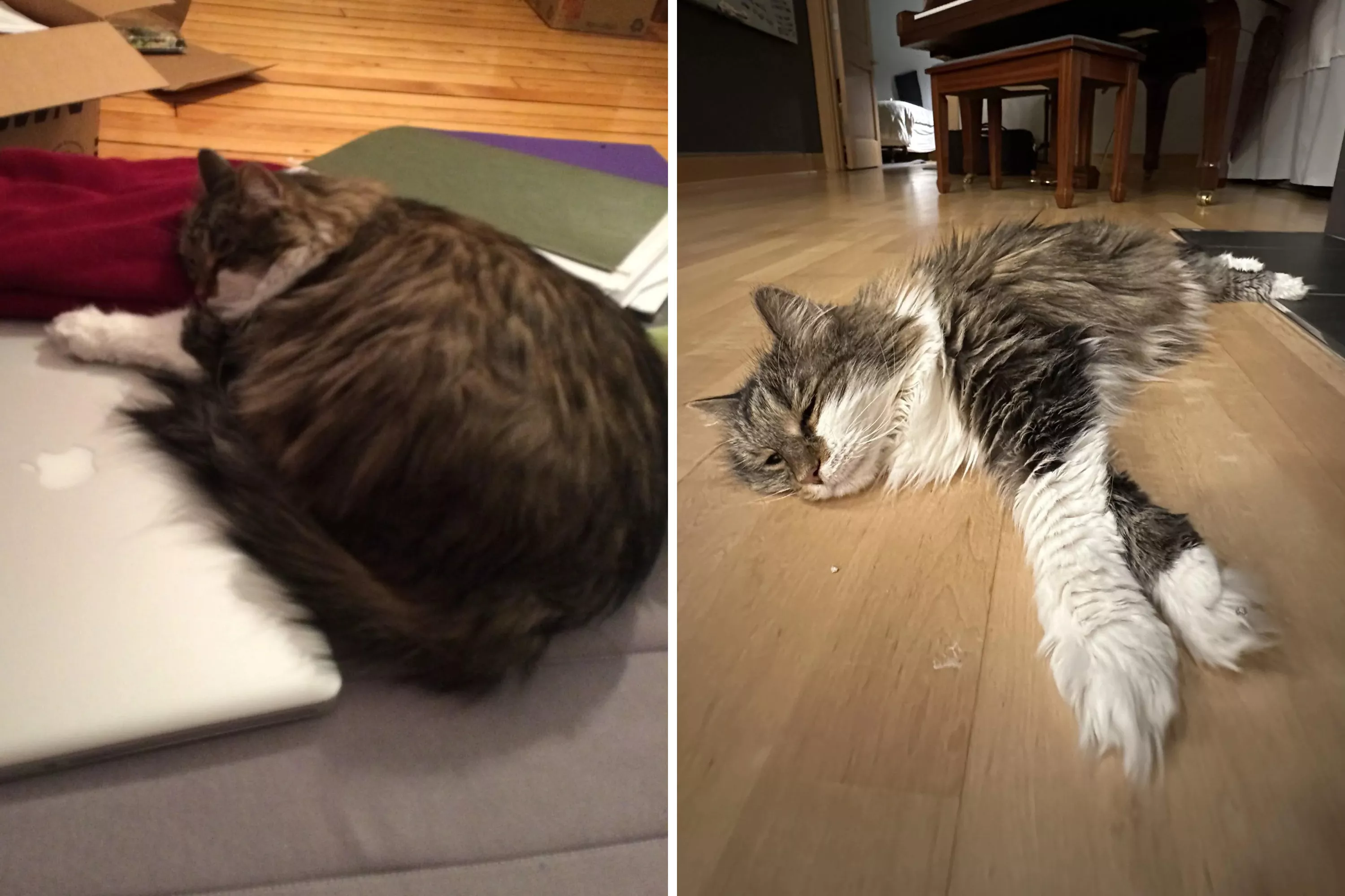 Senior cat who was overfed showcases her post "weight loss strut"