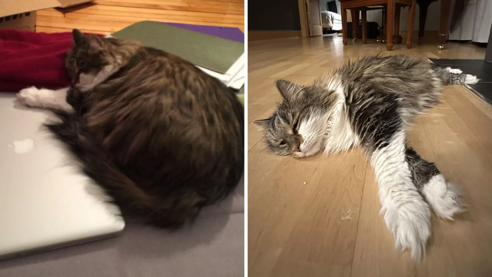 Senior cat who was overfed showcases her post "weight loss strut"