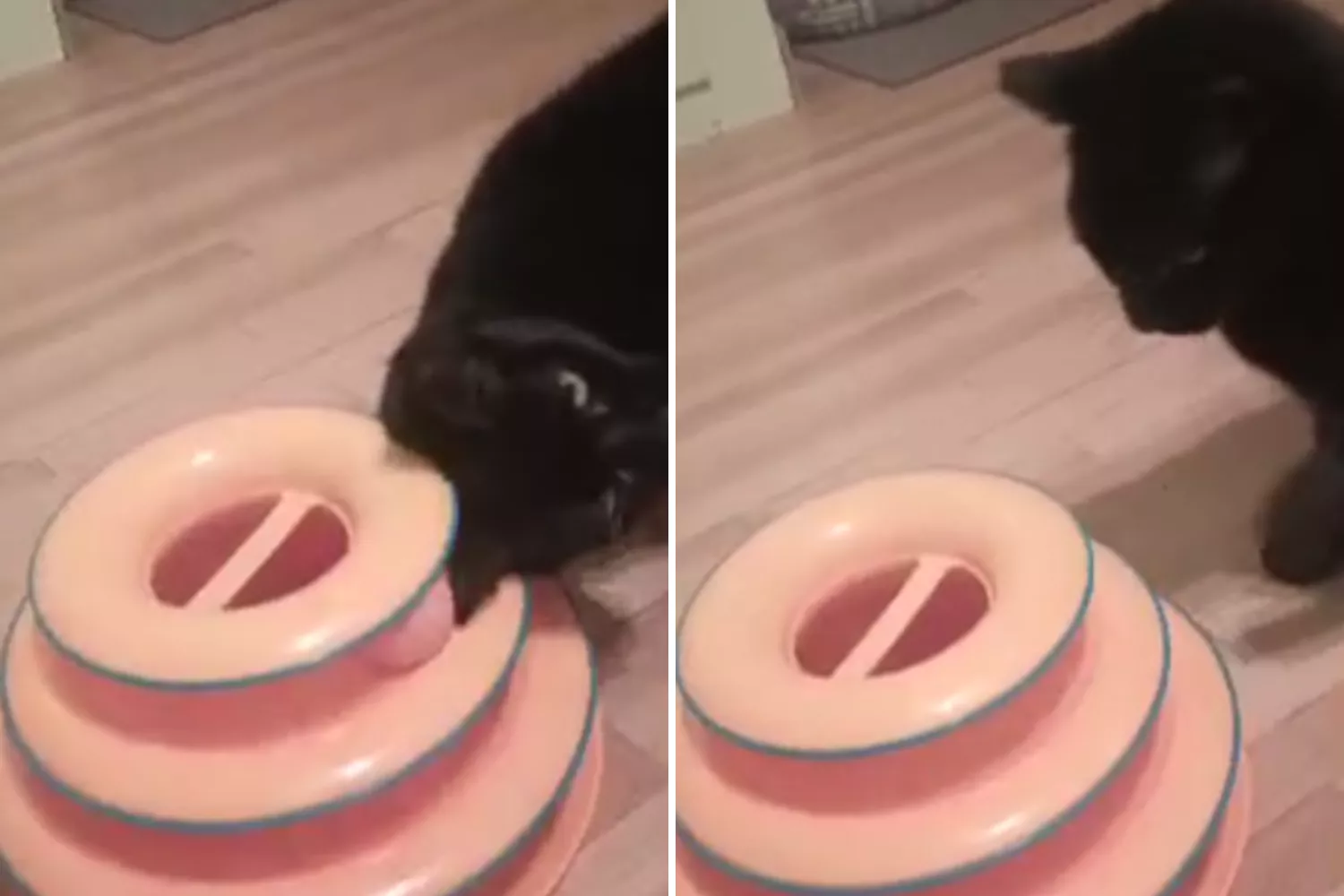 Watch as cat returned 3 days after adoption learns to play with toy