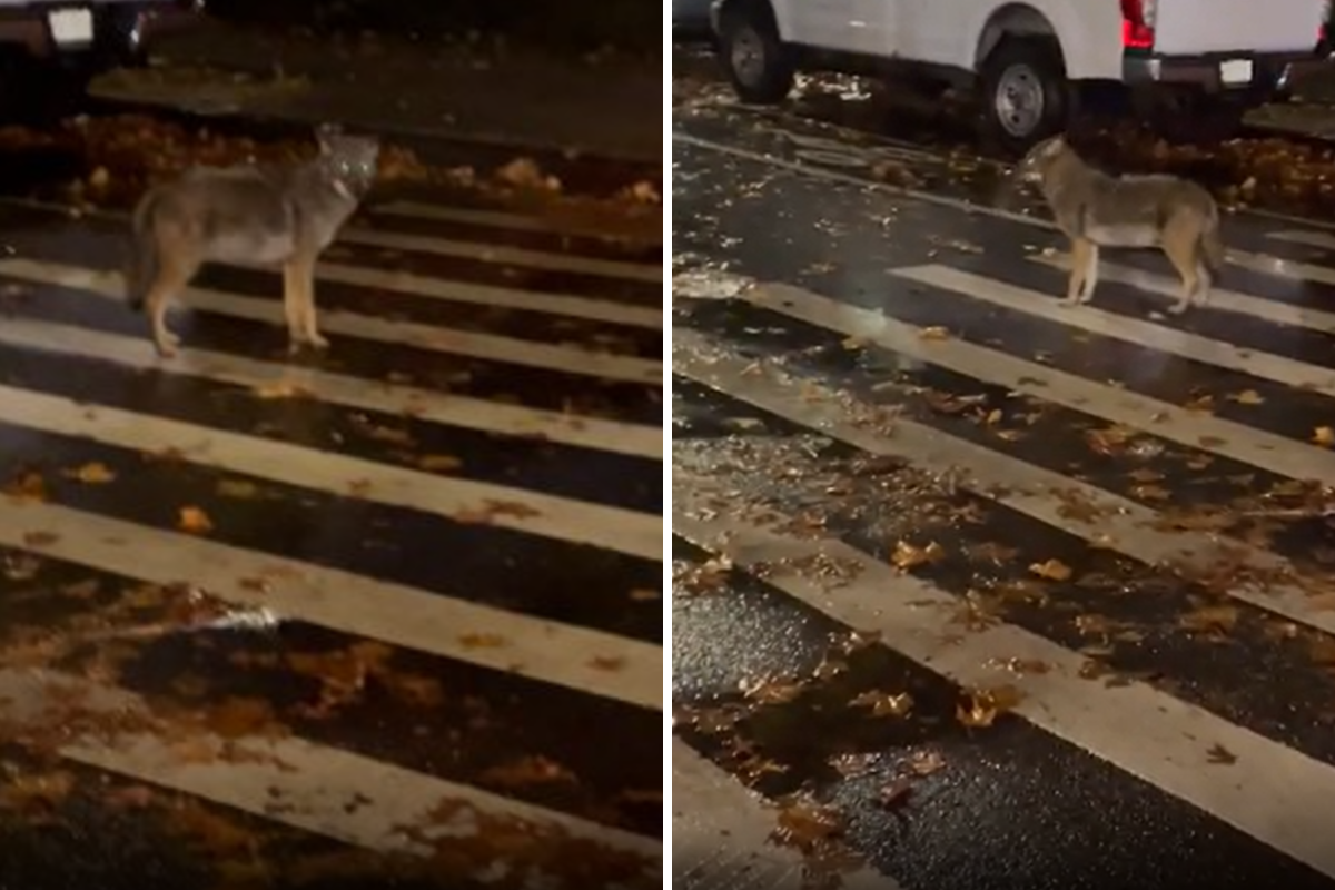 Coyote spotted in The Bronx