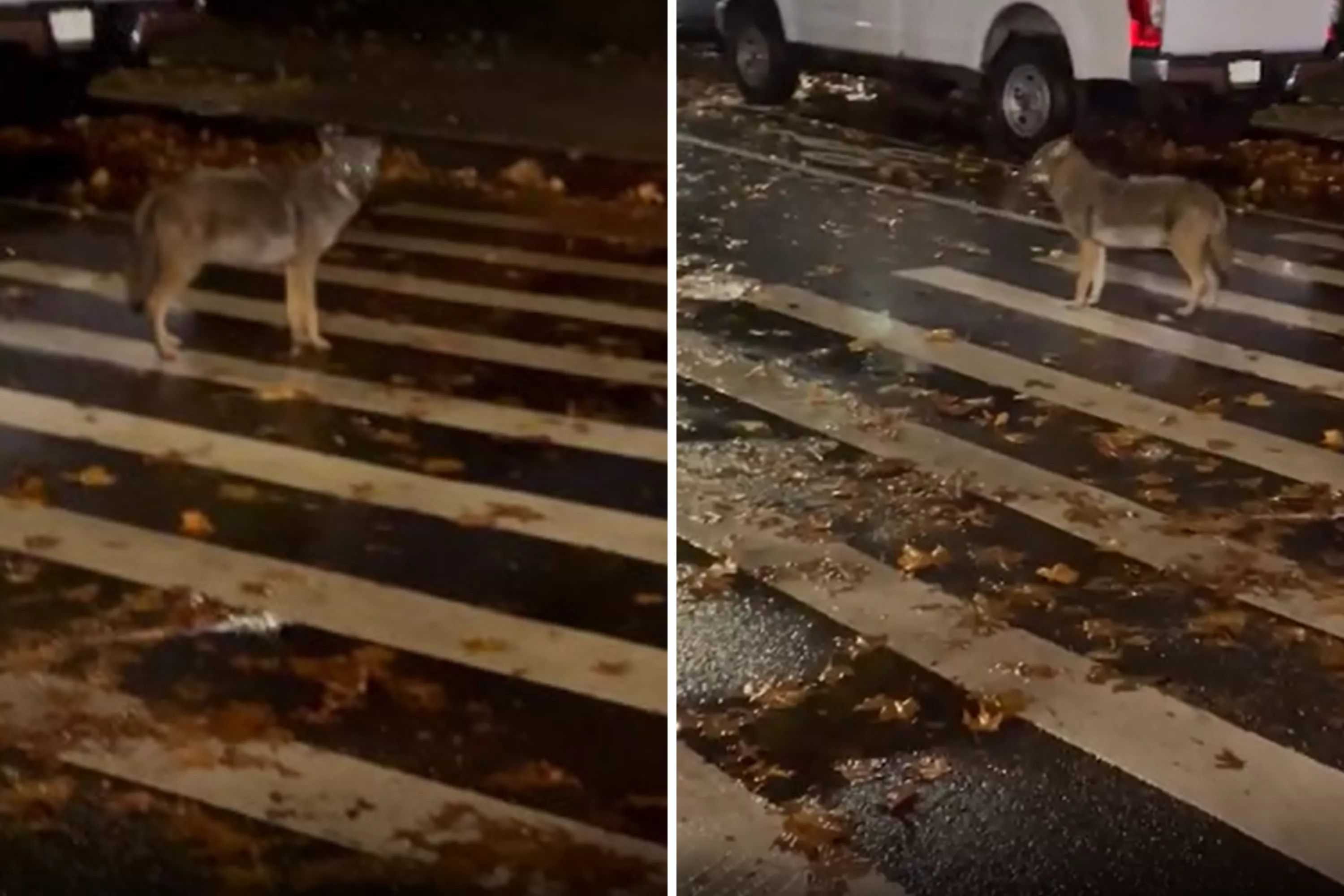 Moment man comes face-to-face with a coyote in the Bronx