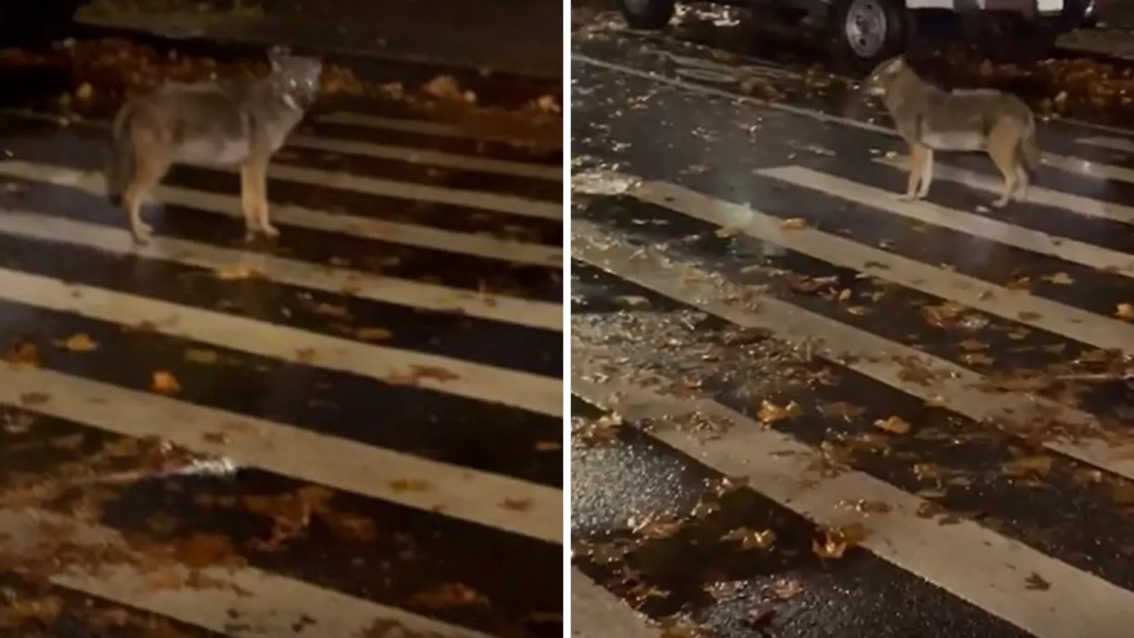 Moment man comes face-to-face with a coyote in the Bronx