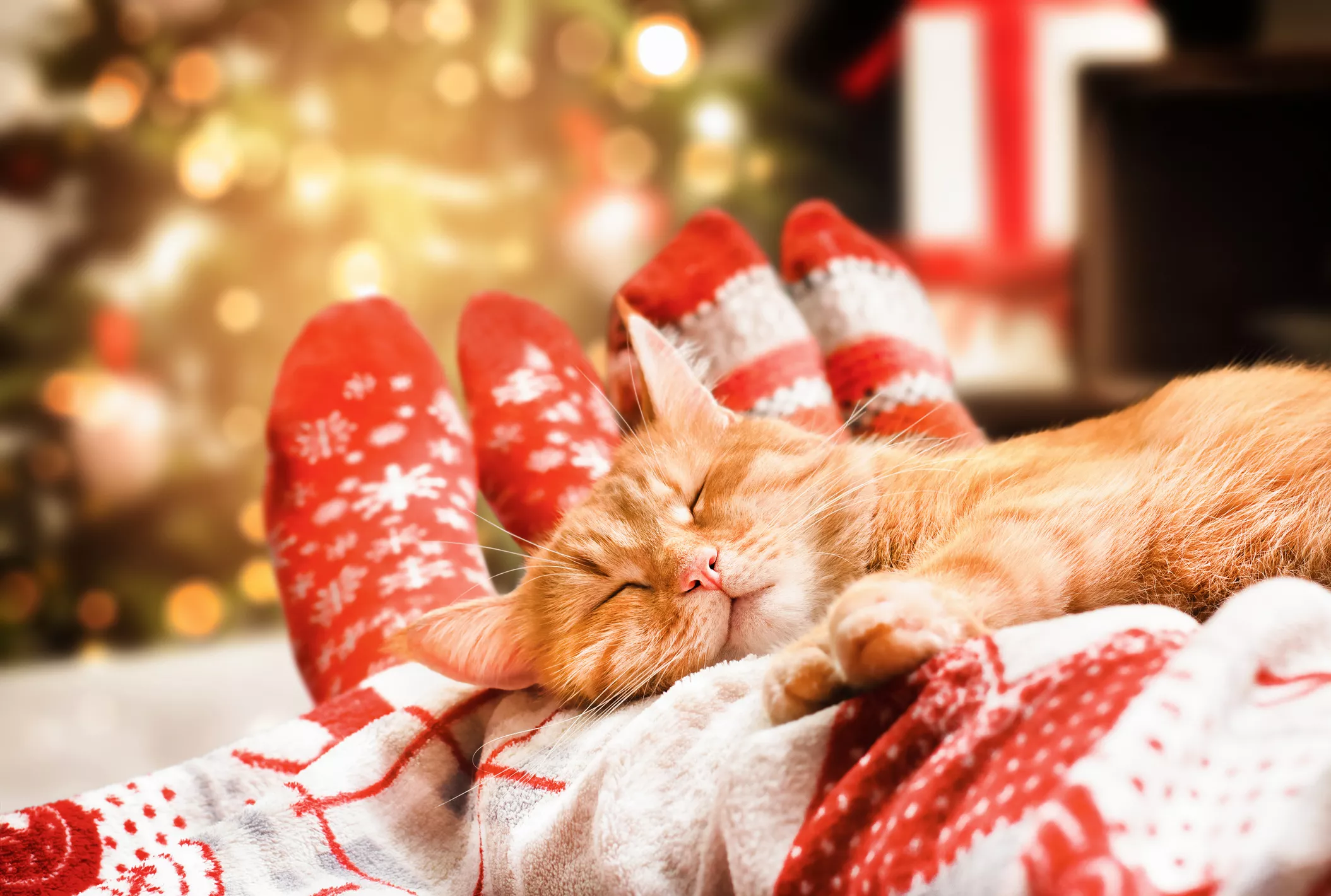 Internet obsessed with cat siblings who share a bedroom: "well deserved"