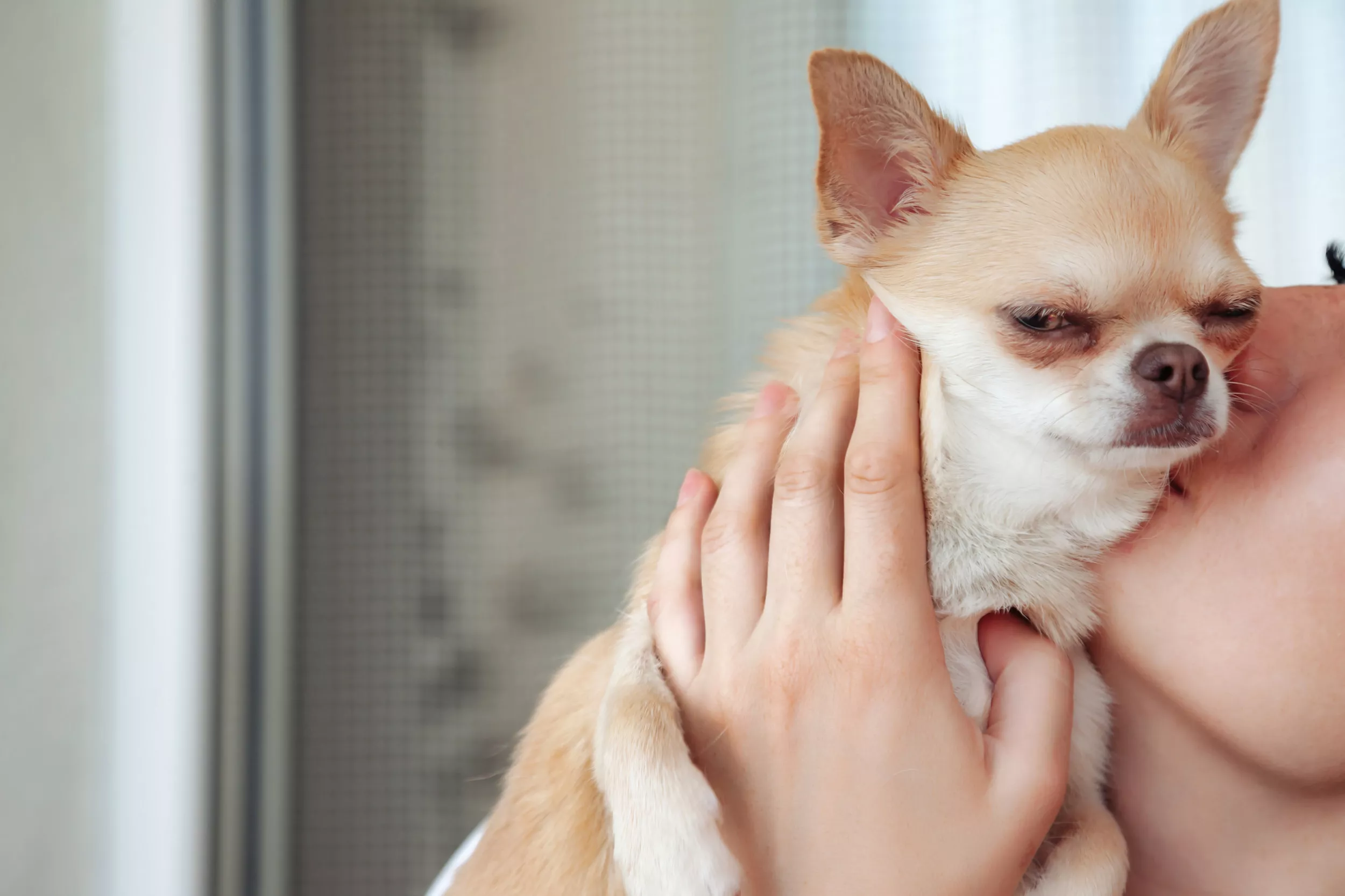 How Chihuahua enjoys "skin to skin" cuddles leaves viewers in hysterics