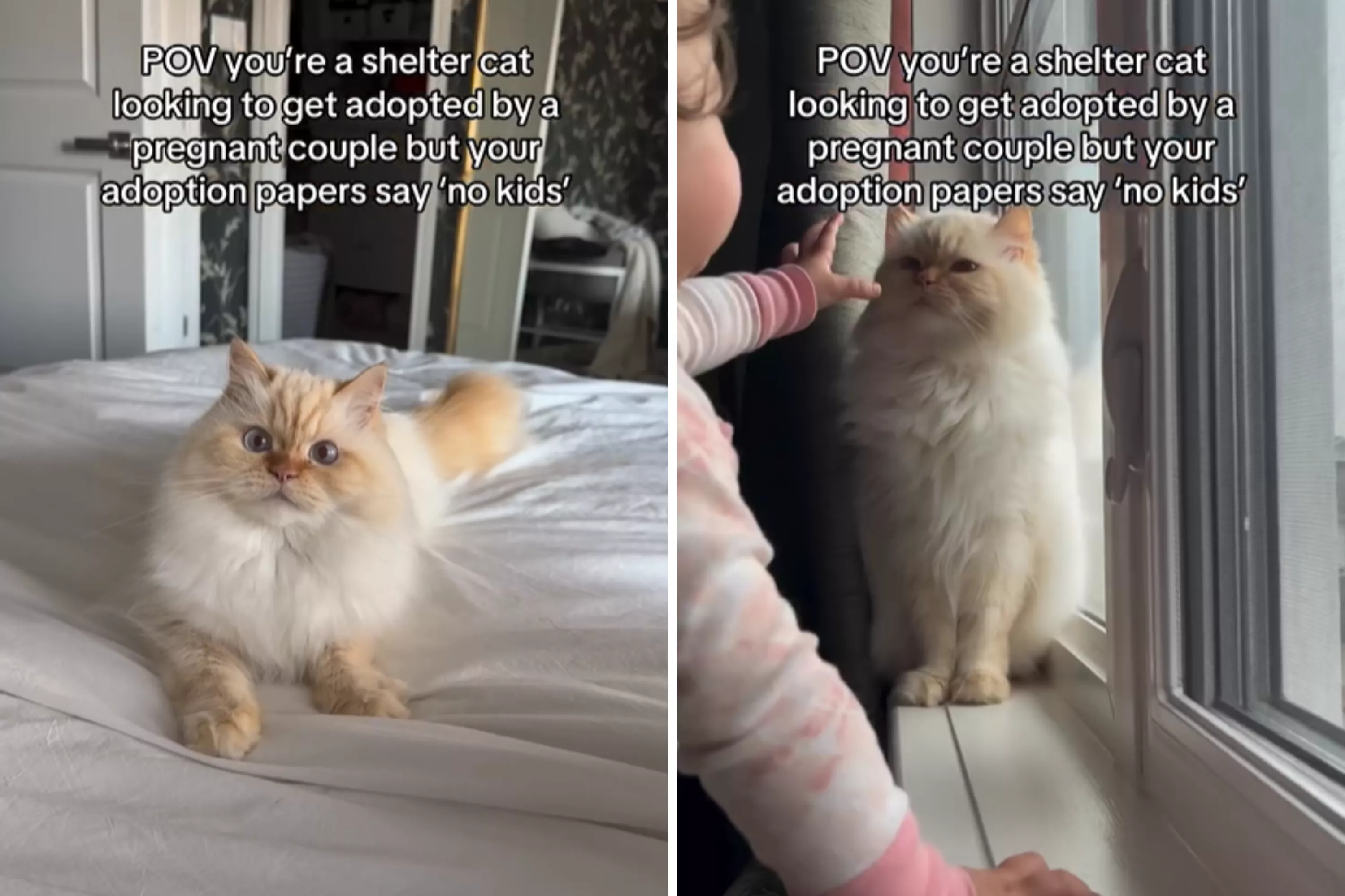 Family has message to shelter telling them cat needed home with "no kids"