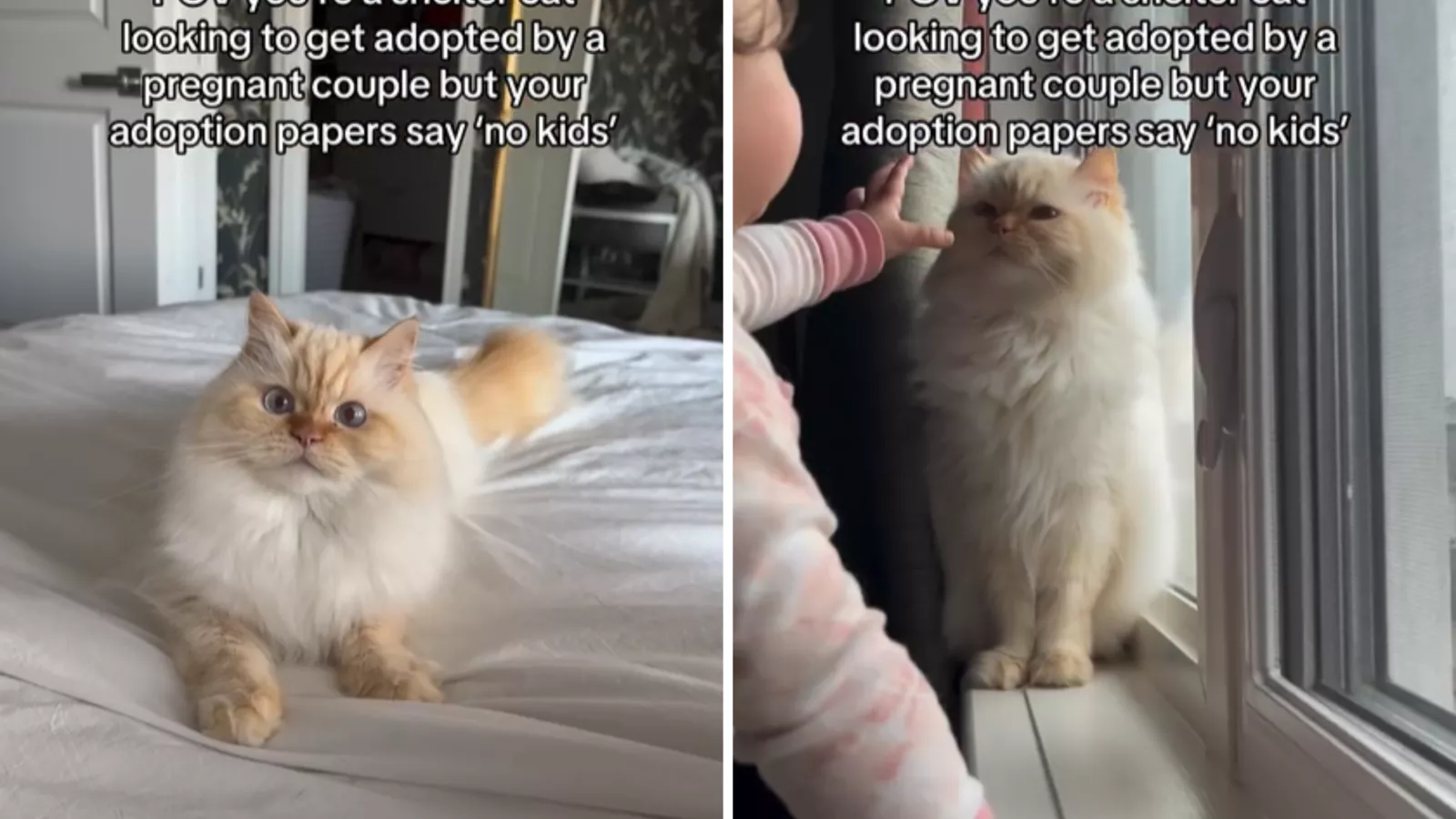 Family has message to shelter telling them cat needed home with "no kids"