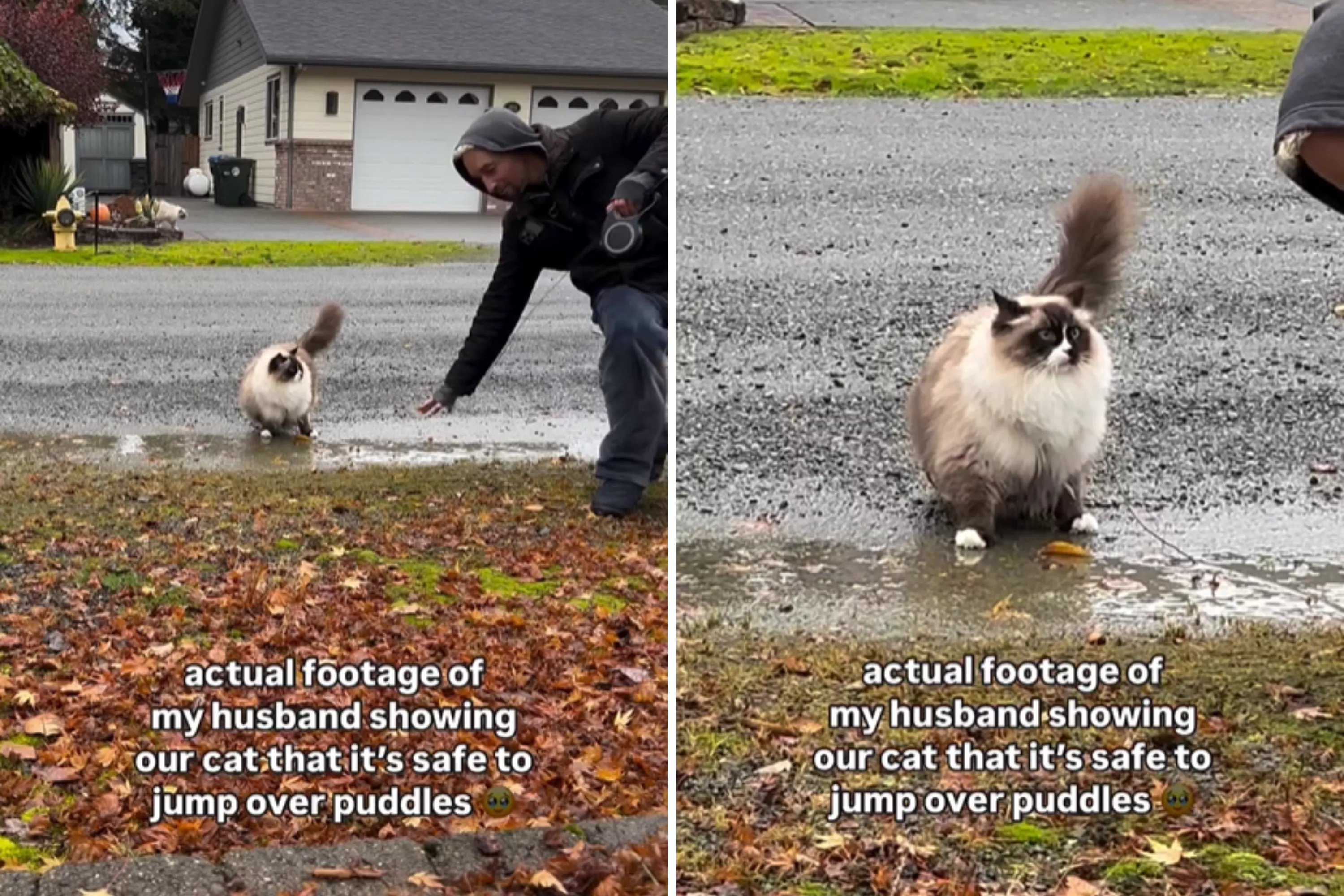 Ragdoll owner shows cat it's safe to jump over puddles -- instantly backfires