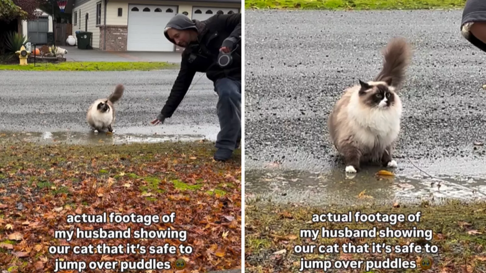 Ragdoll owner shows cat it's safe to jump over puddles -- instantly backfires