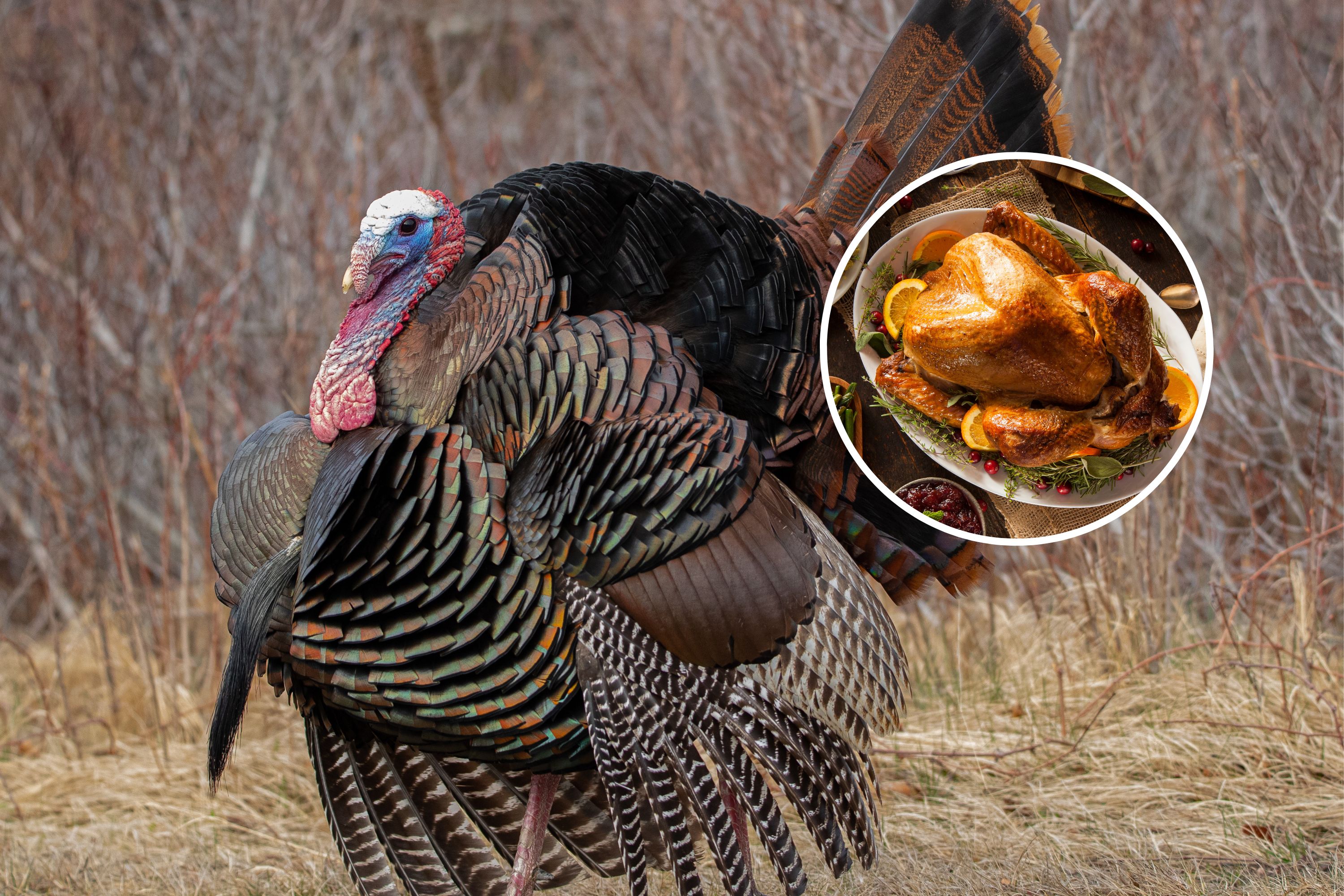 Thanksgiving Turkeys May Be Harder To Get in Future