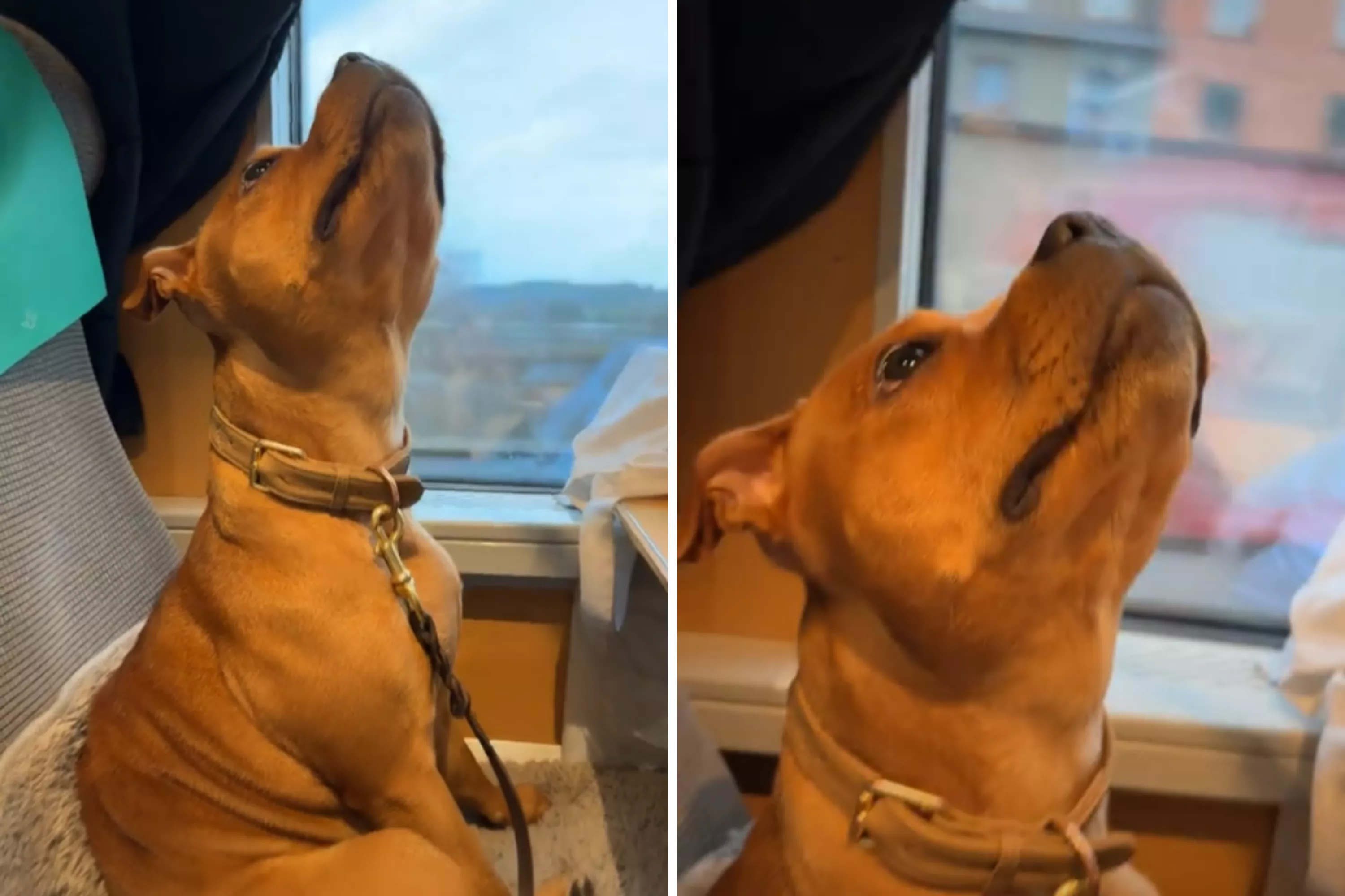 Dog on 560-mile train ride looks up -- not prepared for what's staring back
