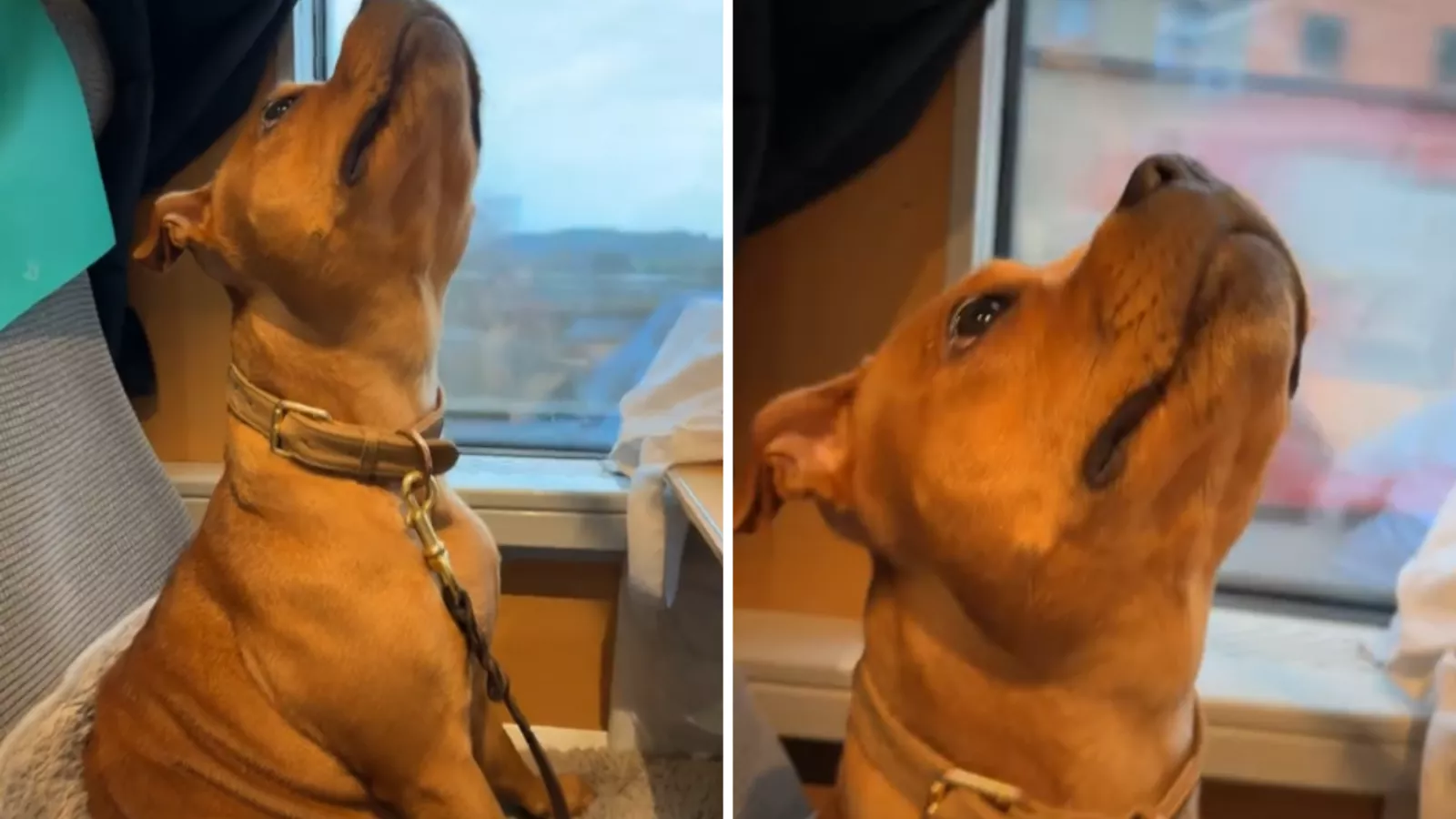 Dog on 560-mile train ride looks up -- not prepared for what's staring back