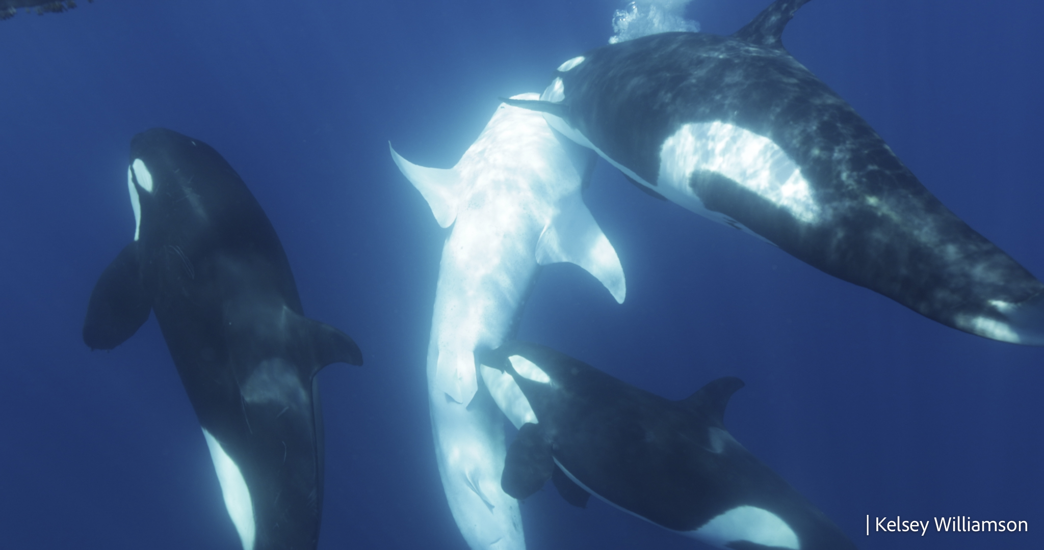 Orcas Develop New Hunting Strategy for Whale Sharks