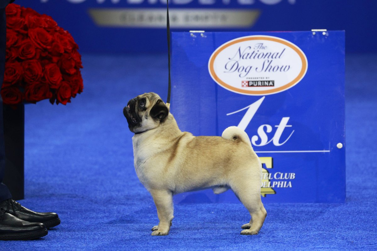 National Dog Show winner, Vito 