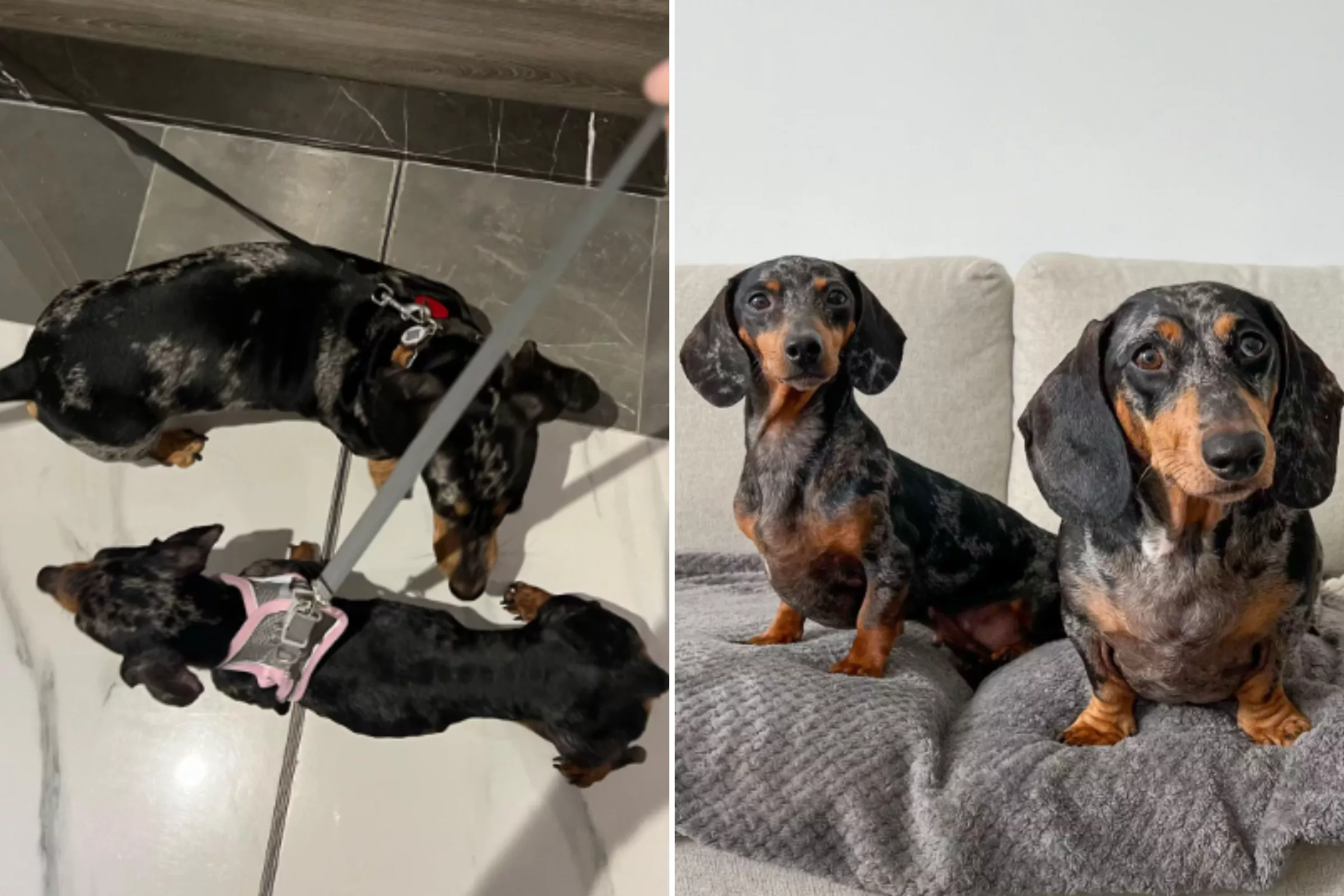 Dachshund owners learn about malnourished dog -- Tears at what they do next