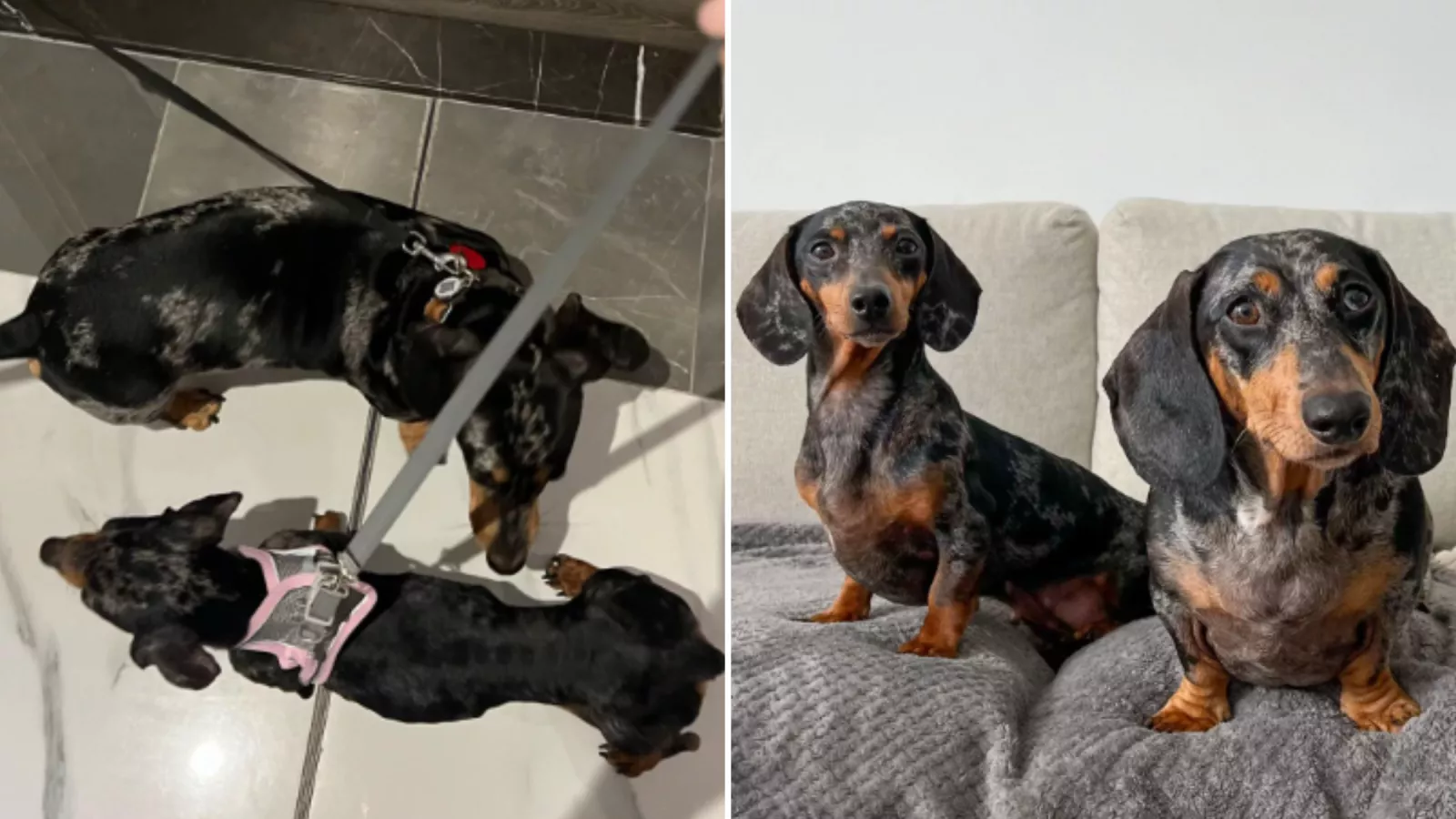 Dachshund owners learn about malnourished dog -- Tears at what they do next