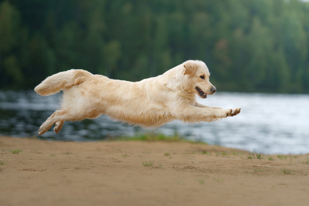 Dog on the beach