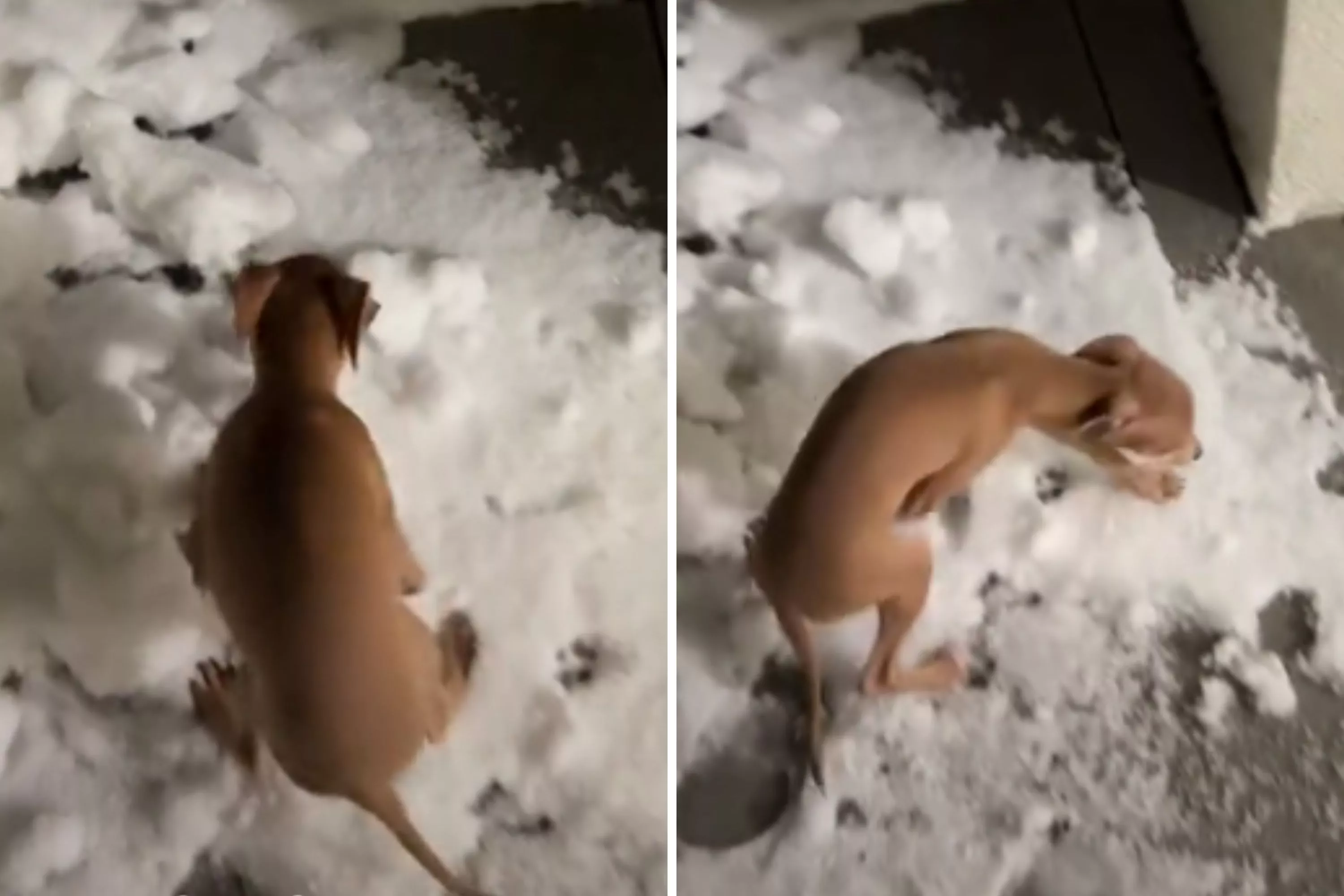 Italian greyhound experiences snow for first time, his reaction says it all