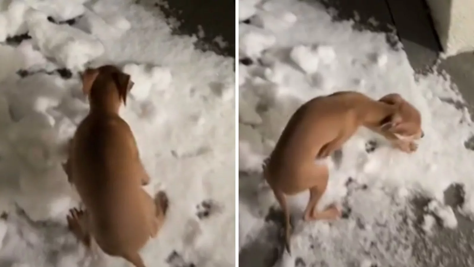 Italian greyhound experiences snow for first time, his reaction says it all