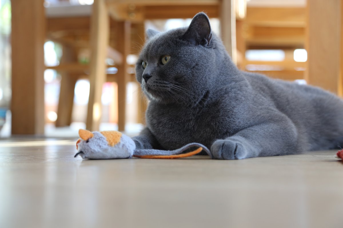 British shorthair cat 