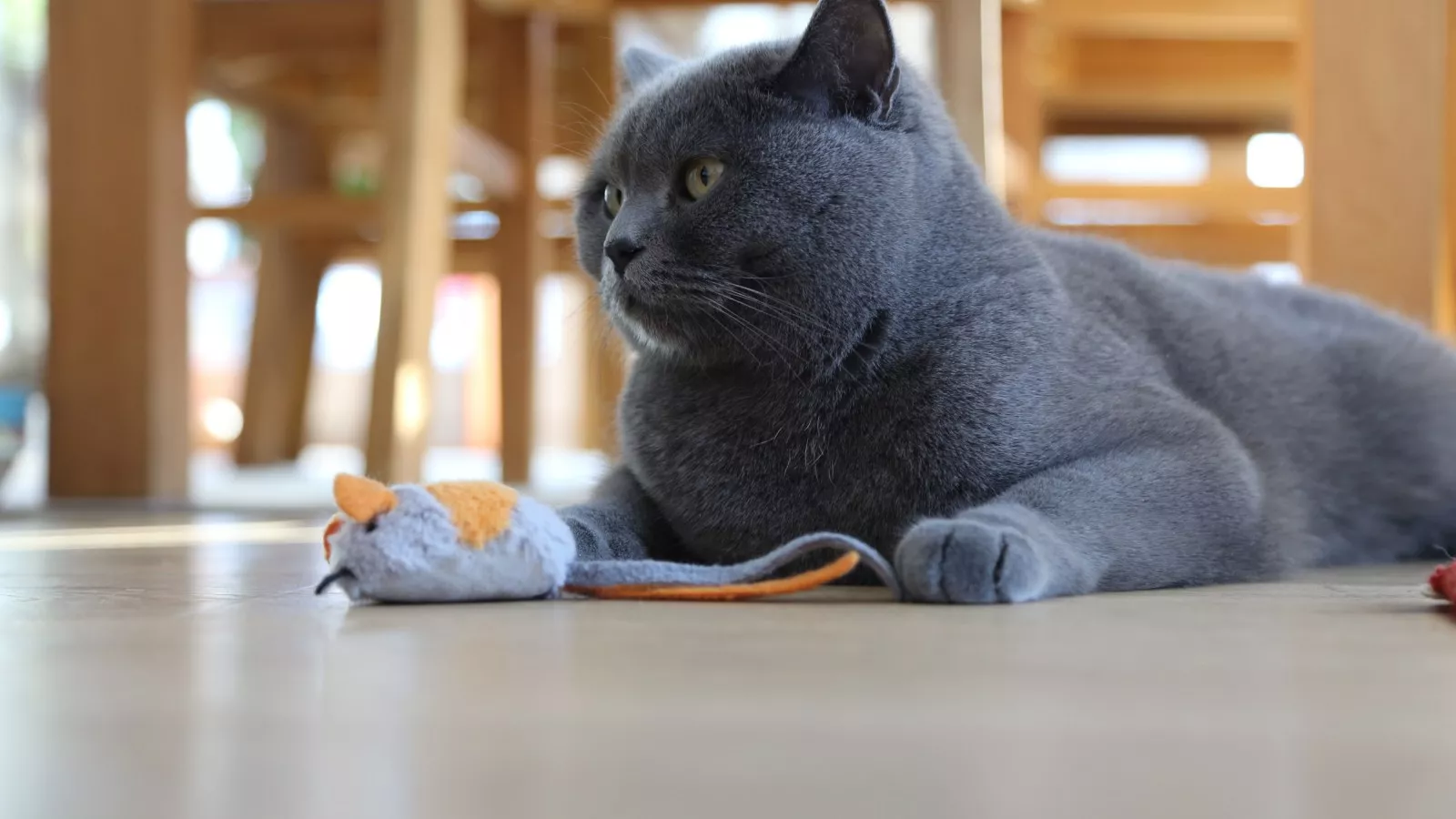 Tears at cat owner's realization of how pet spends day while she's at work