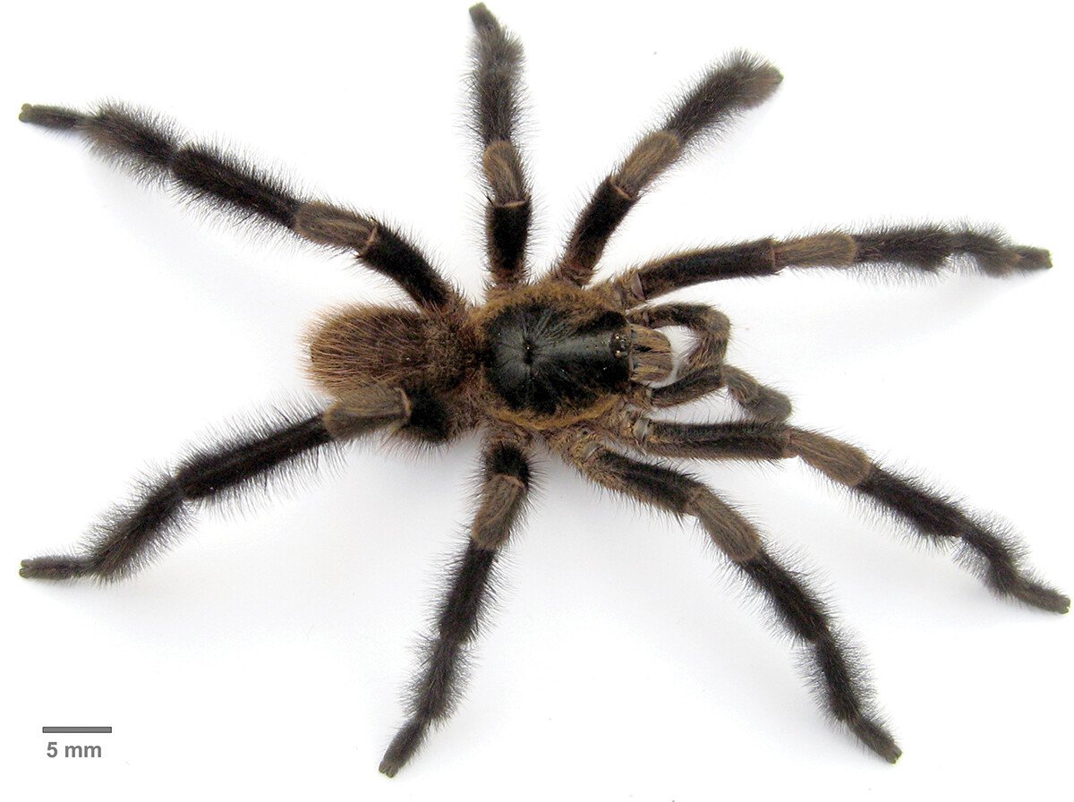 Tarantula