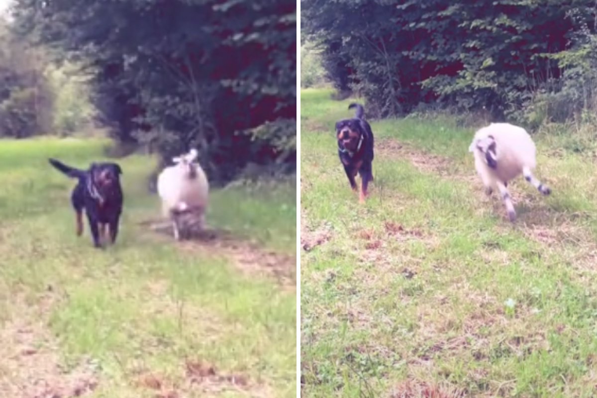 Rottweiler and lamb running together