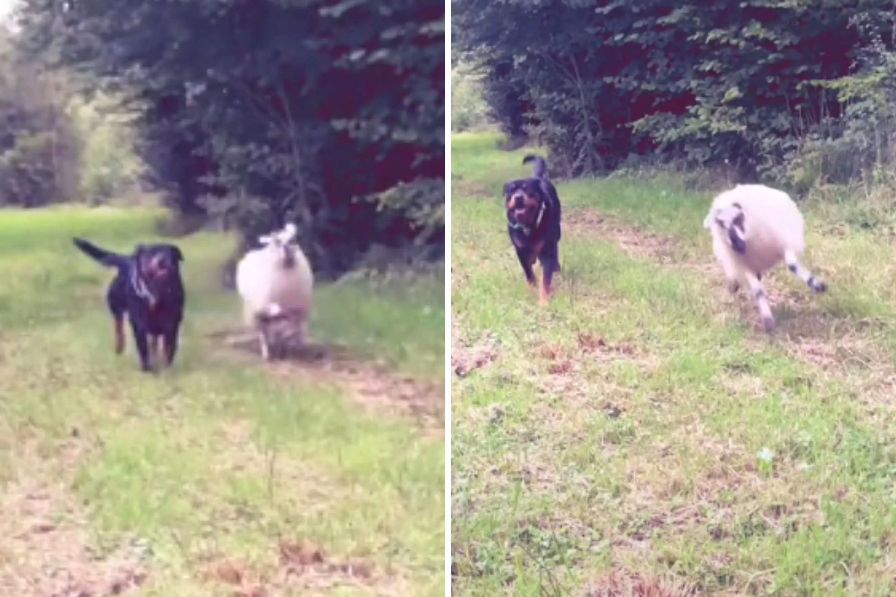 Woman raises lamb and Rottweiler together -- Turns out "weirder" than expected