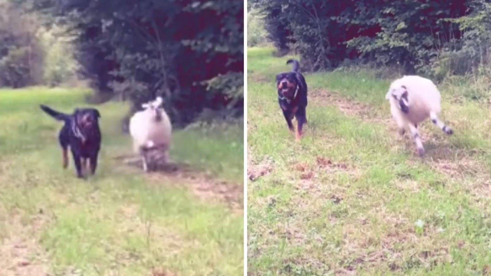 Woman raises lamb and Rottweiler together -- Turns out "weirder" than expected
