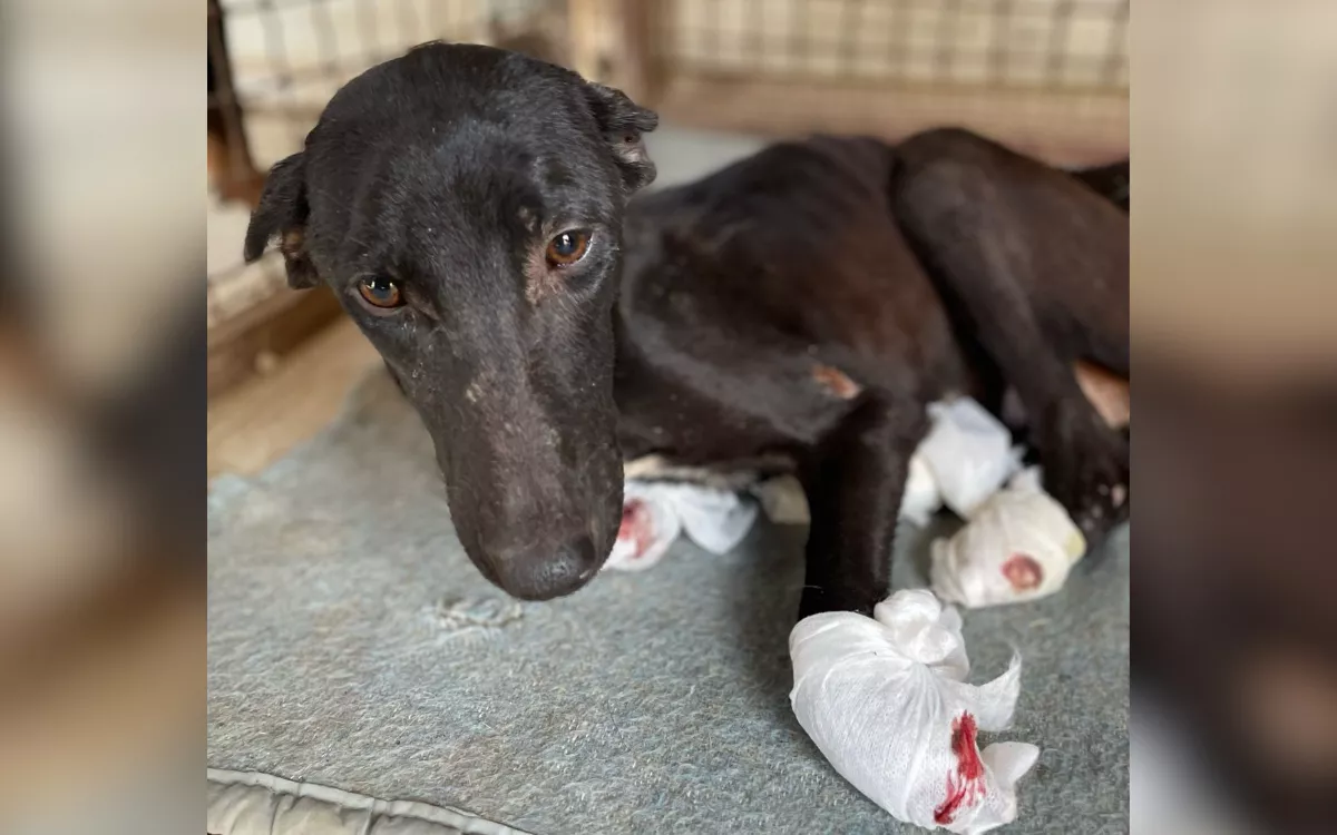 Dog found with all 4 paws and ears cut off transformed "against all odds"