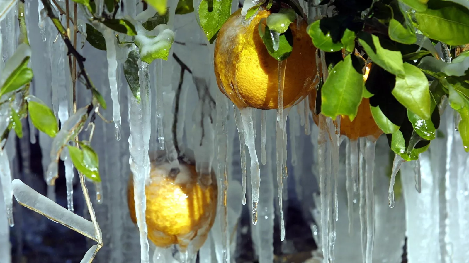Will frozen temps bring any snow to Florida? What to know