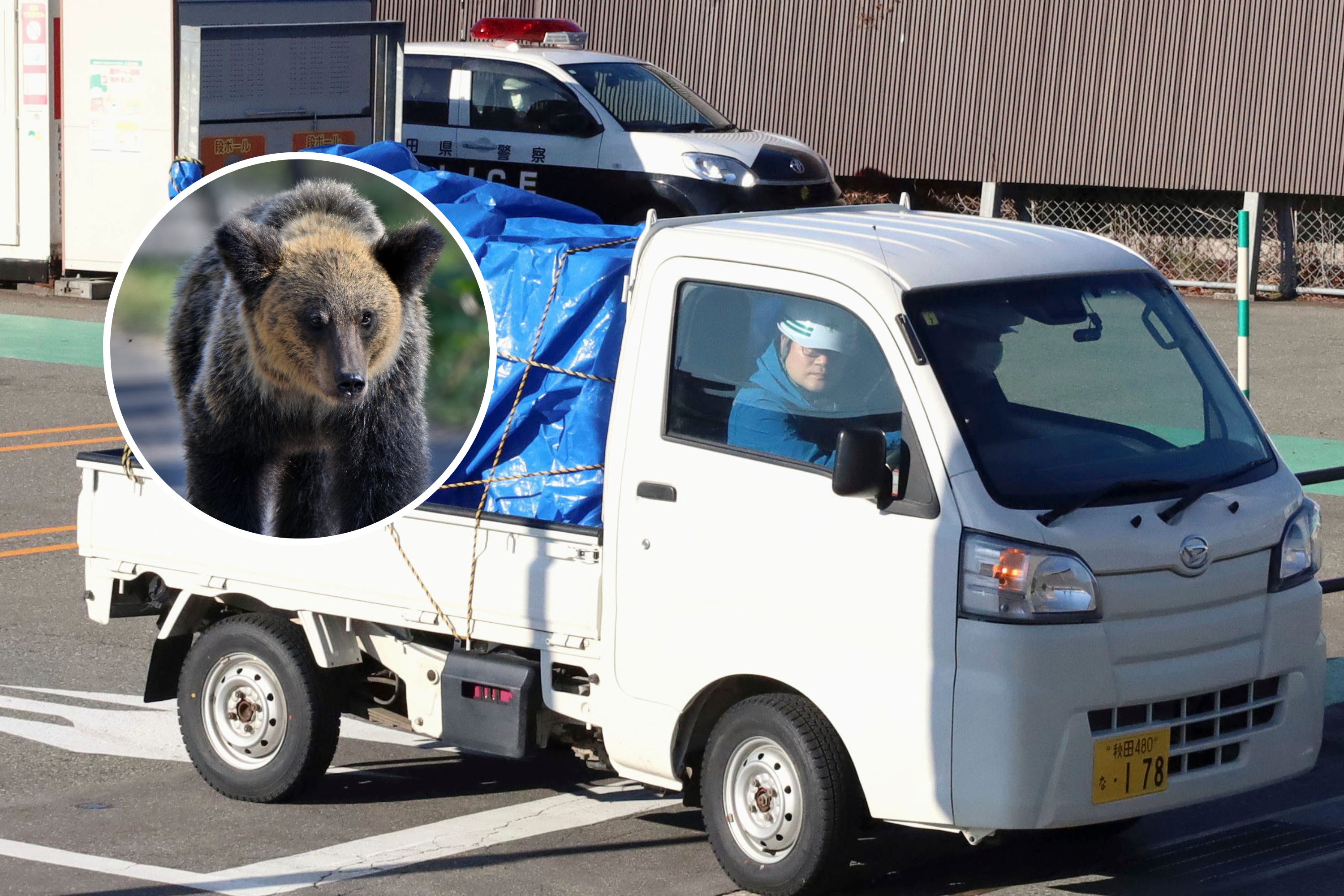 Bear Killed After Attacking Supermarket Employee and Ravaging Meat Aisle