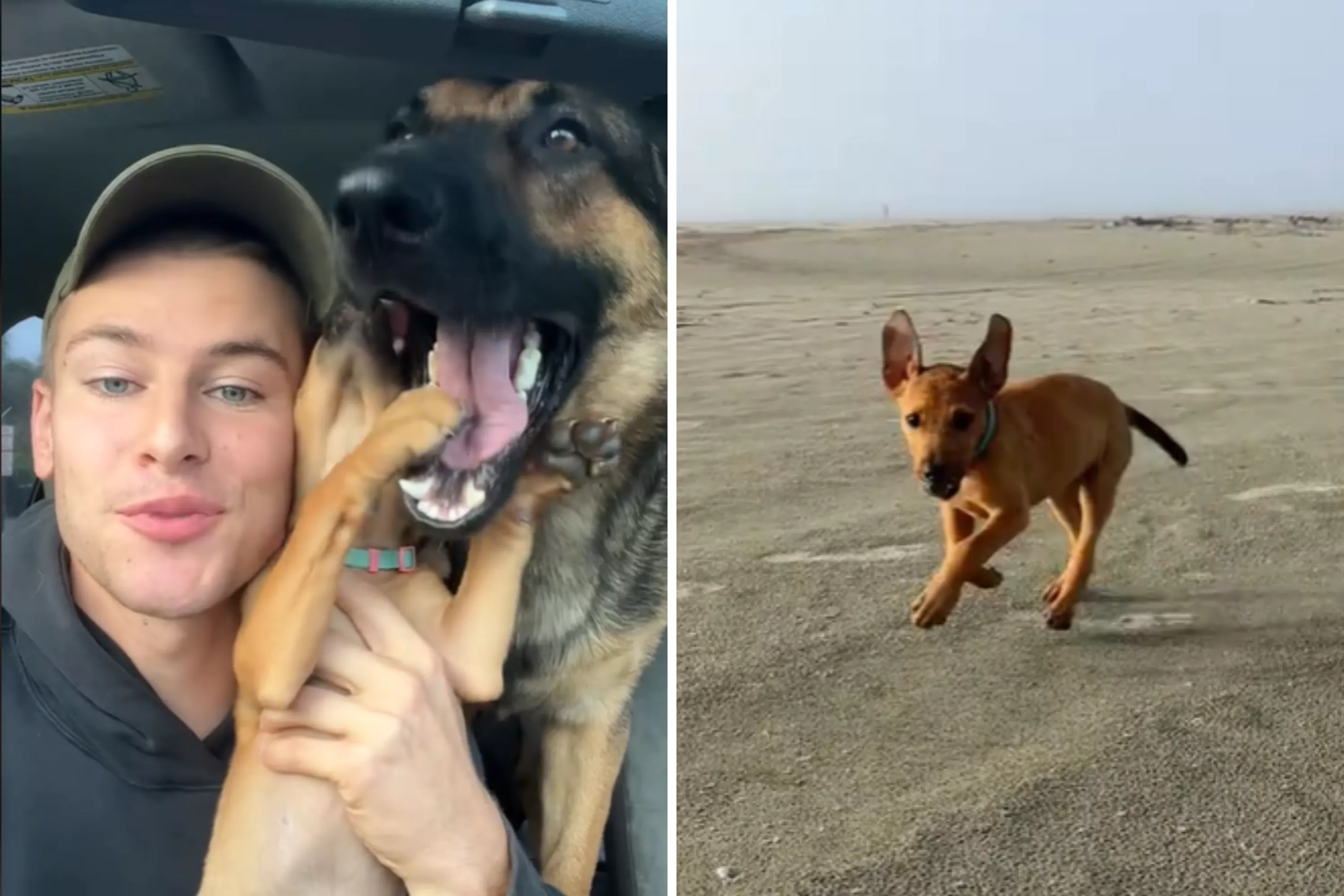 Watch 7-pound foster puppy overcome fears on first-ever beach trip