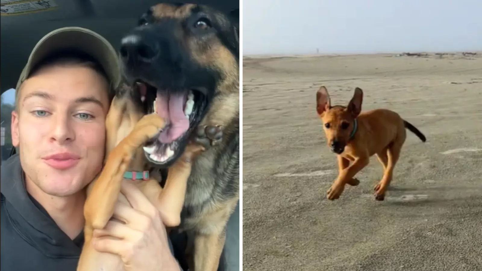 Watch 7-pound foster puppy overcome fears on first-ever beach trip