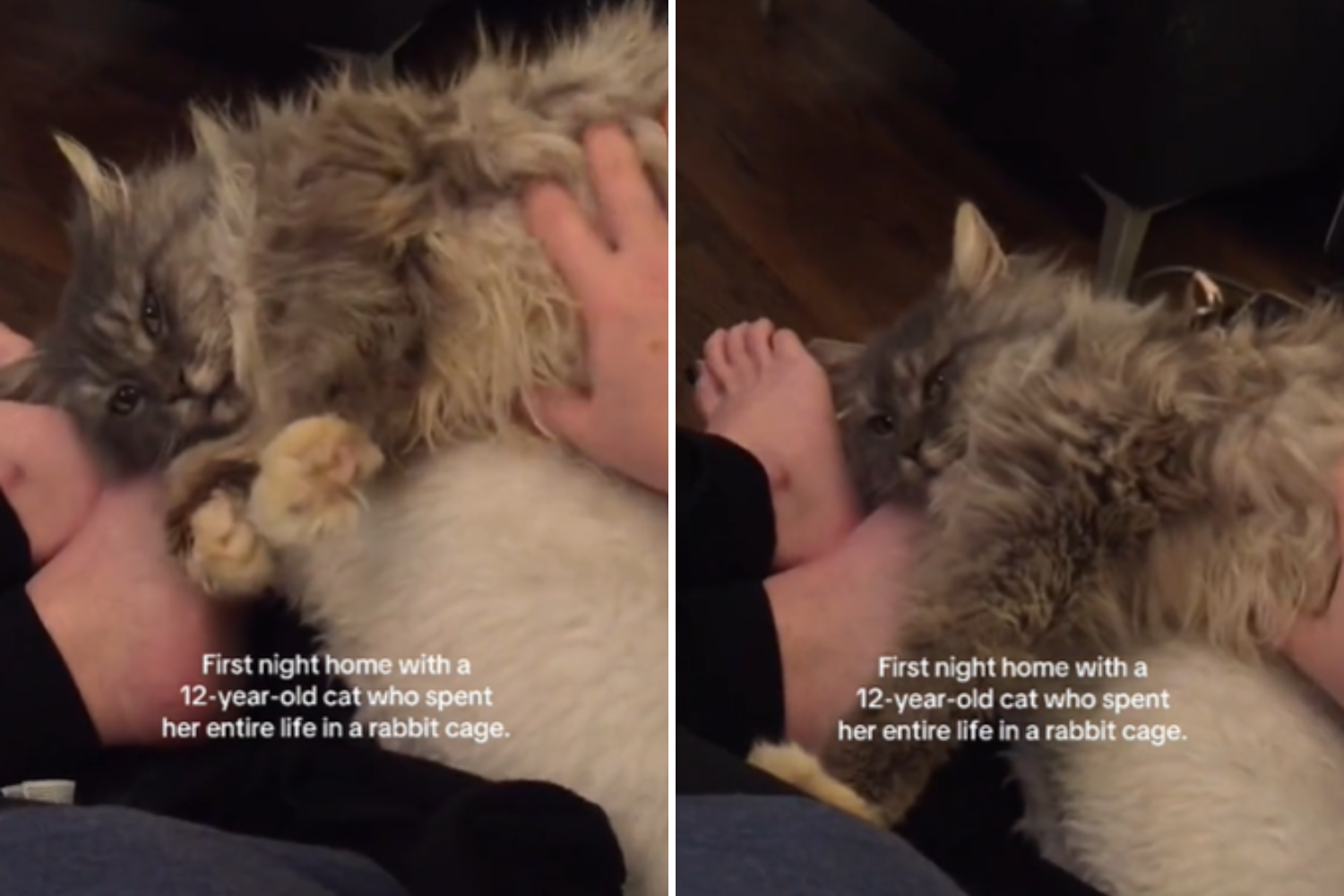 caging a cat at night