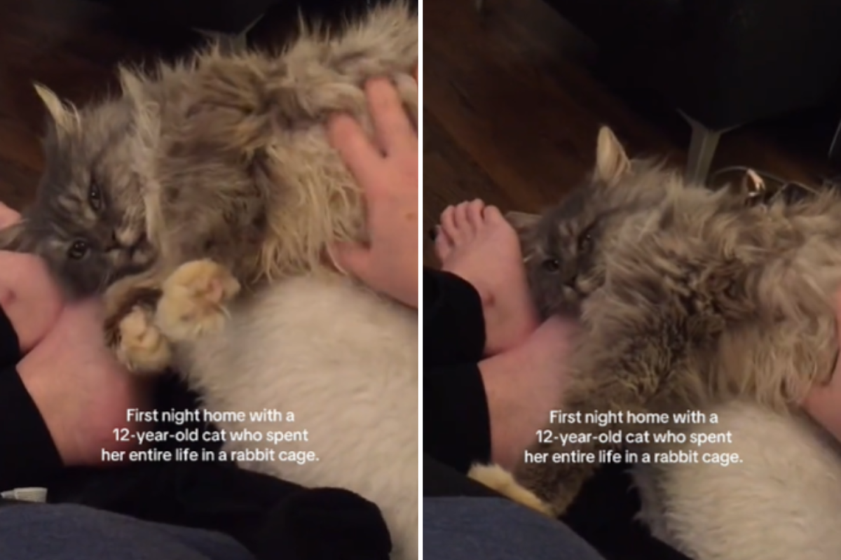 12-year-old cat leaves people in awe over what it does on first night in new home after life in cage in heartwarming footage