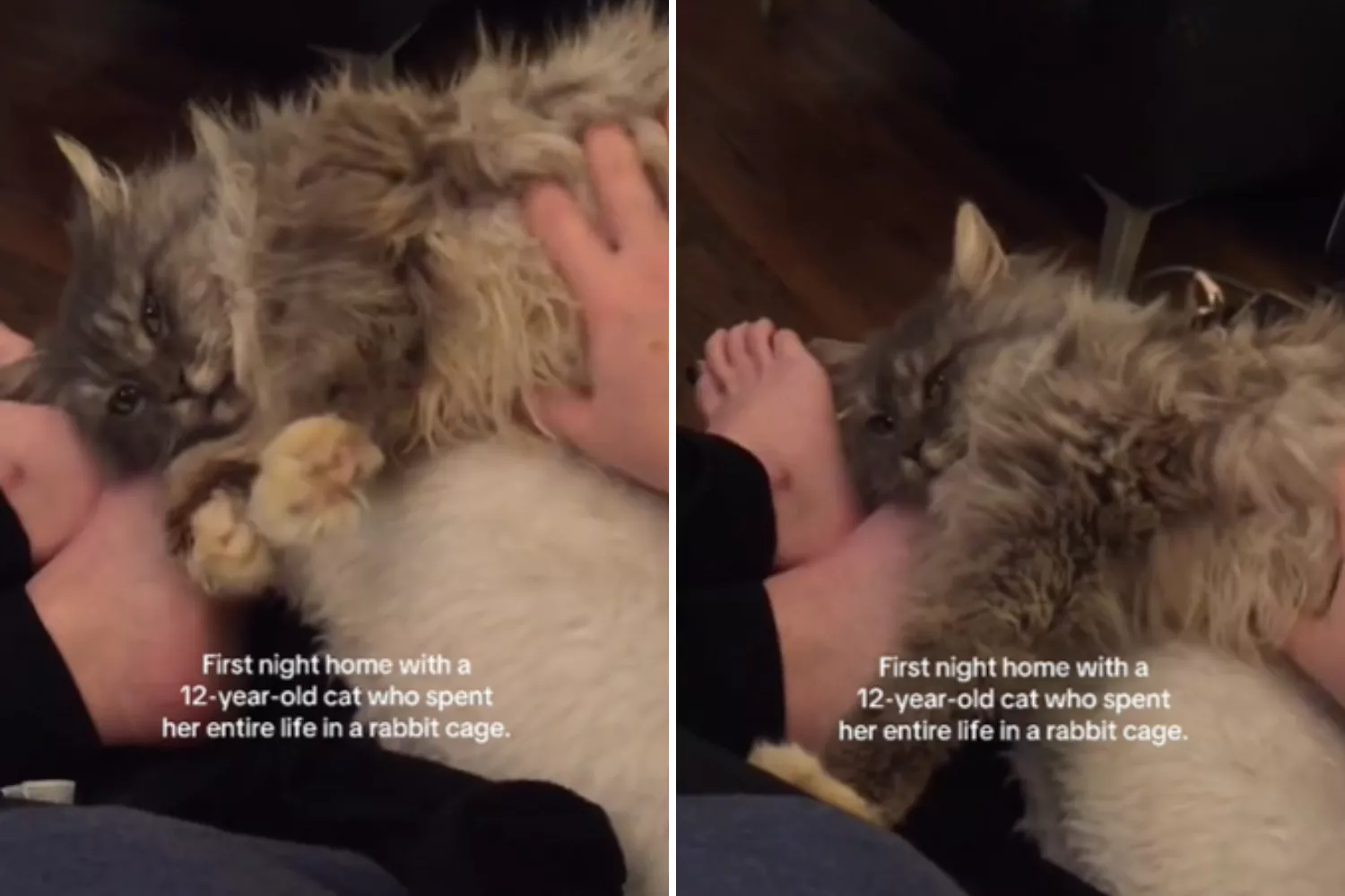 Watch what 12-year-old cat does first night in new home after life in cage