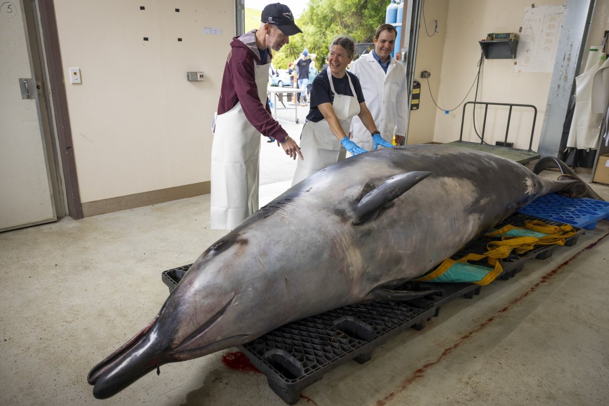 Discovery of rare whales in New Zealand