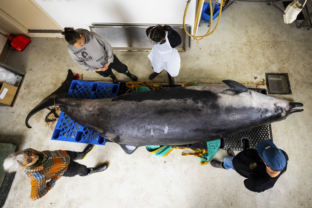 Discovery of rare whales in New Zealand