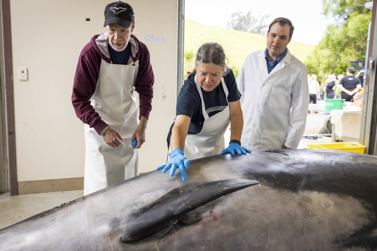 Discovery of rare whales in New Zealand