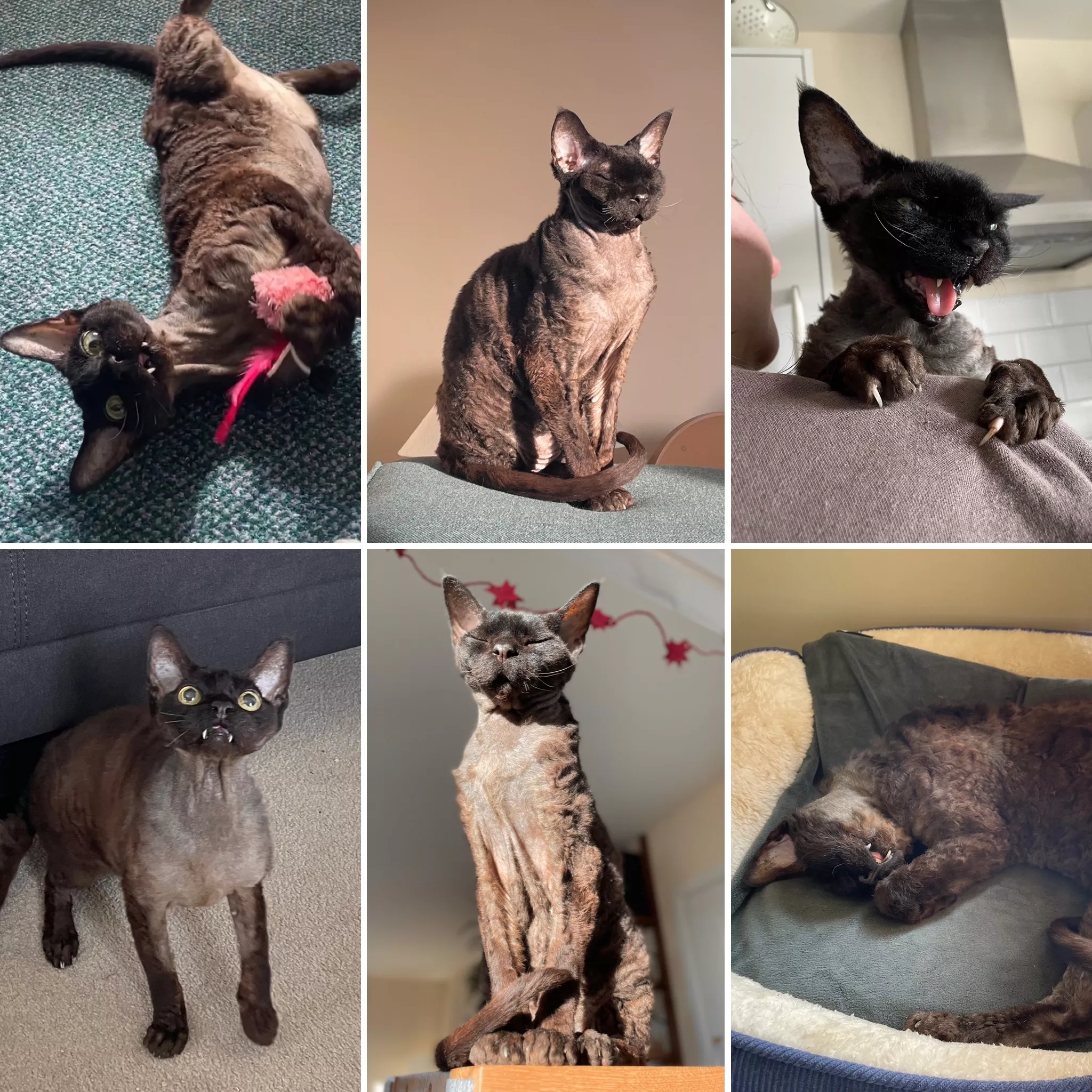 Cat beats cancer, but now looks like Simpsons character