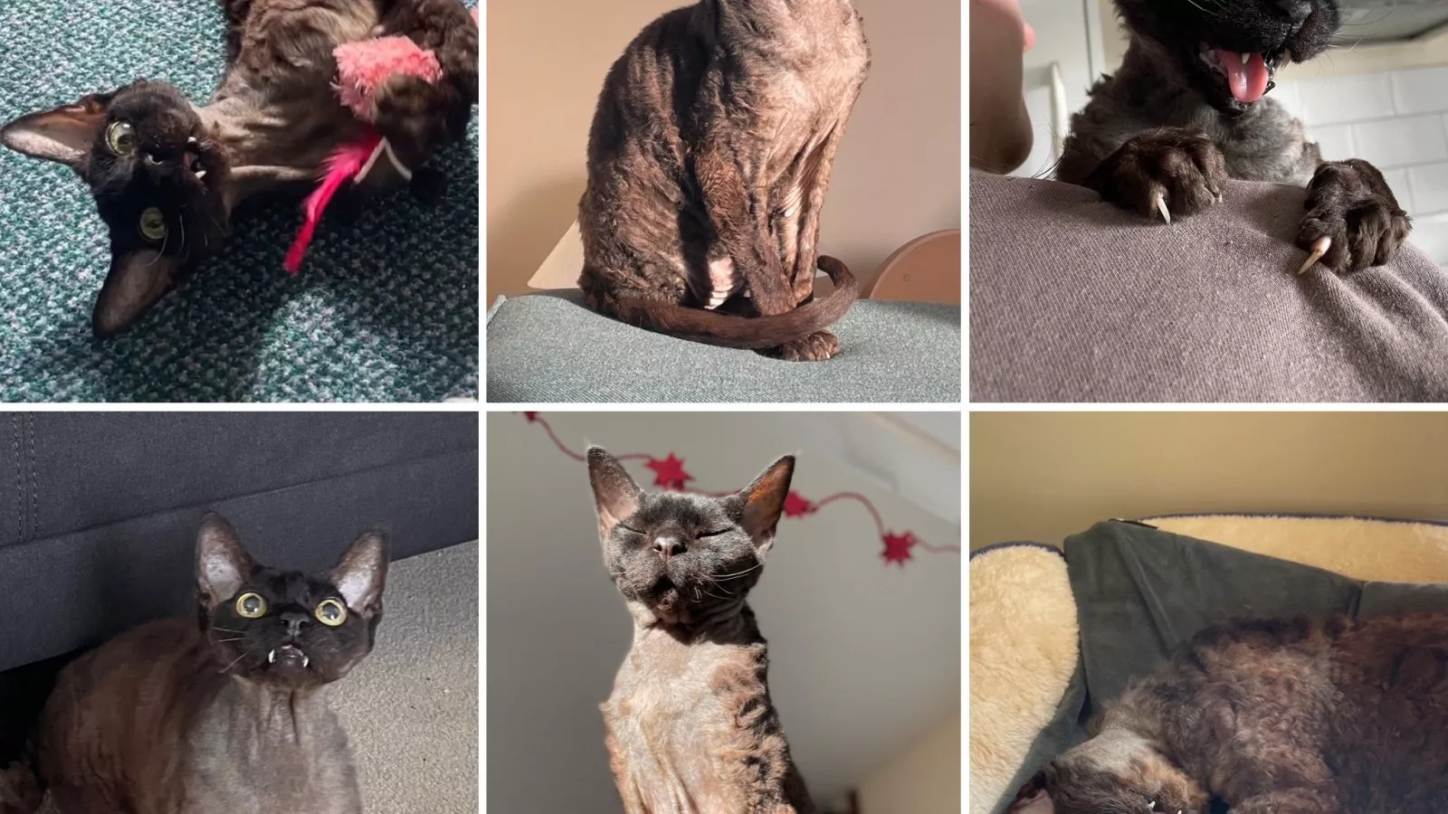 Cat beats cancer, but now looks like Simpsons character