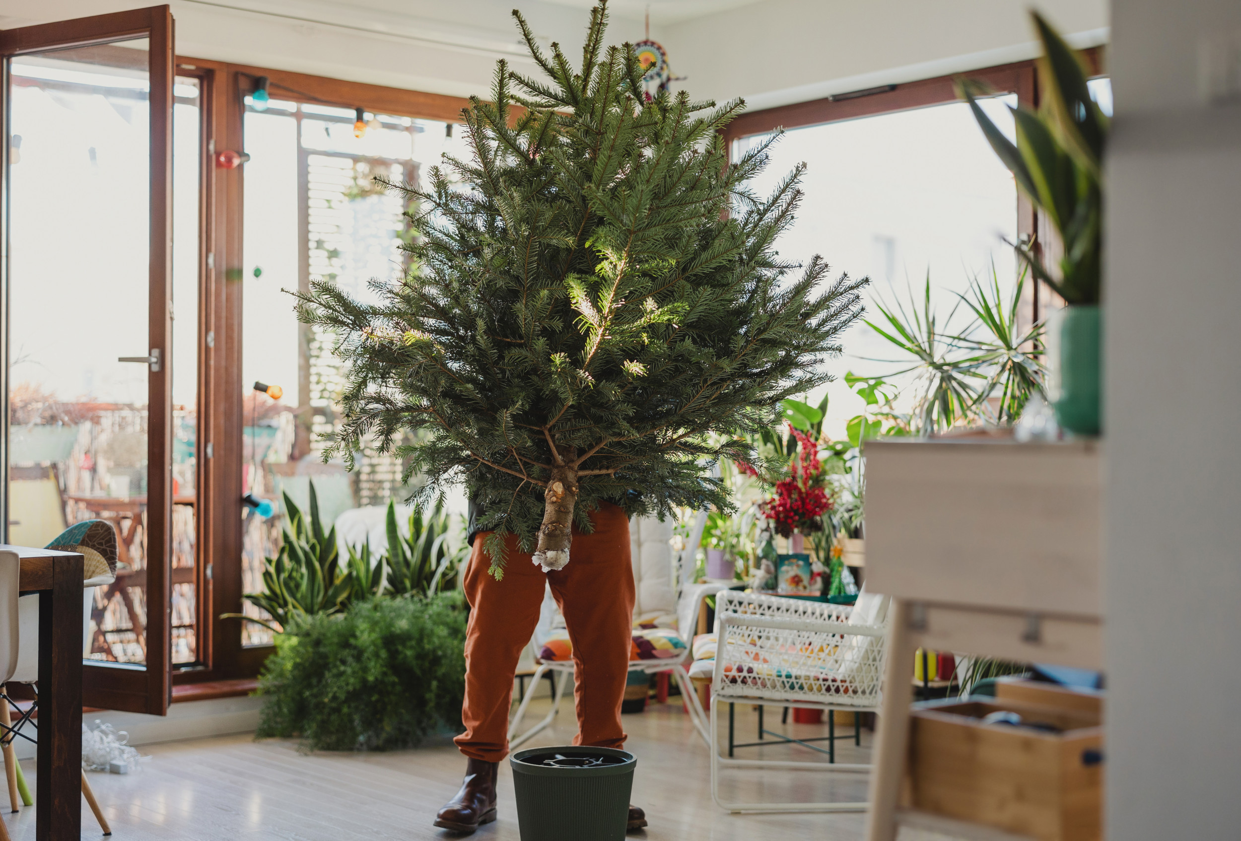 Dad is in charge of picking Christmas tree, internet can't cope with result