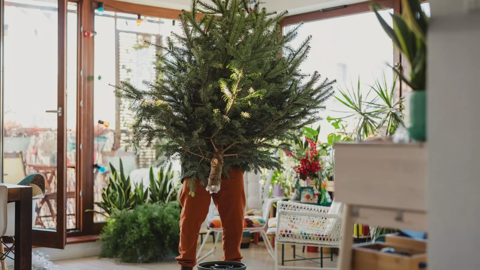 Dad is in charge of picking Christmas tree, internet can't cope with result