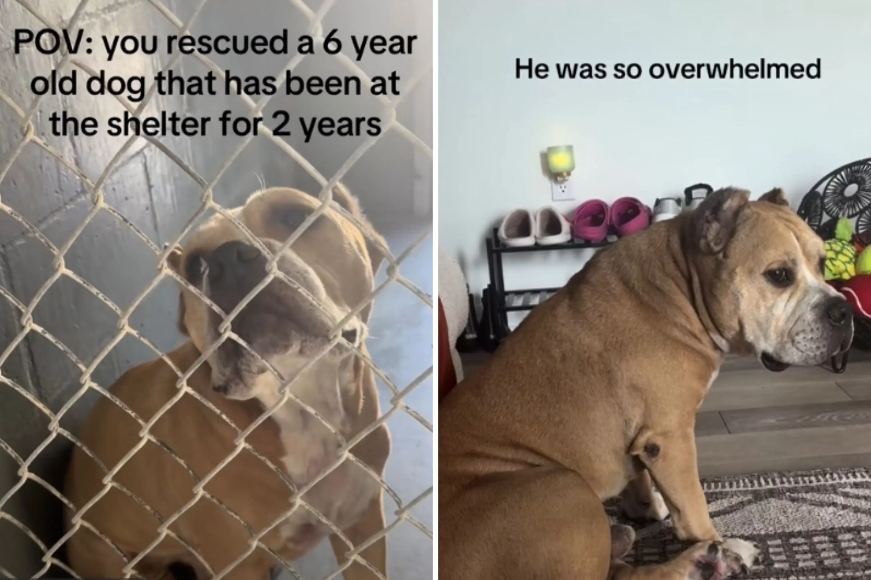 After 2 years in a shelter, dog learns to live his best life in new home