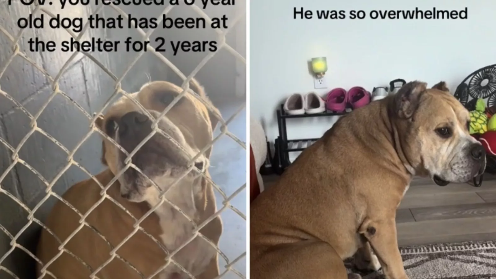After 2 years in a shelter, dog learns to live his best life in new home