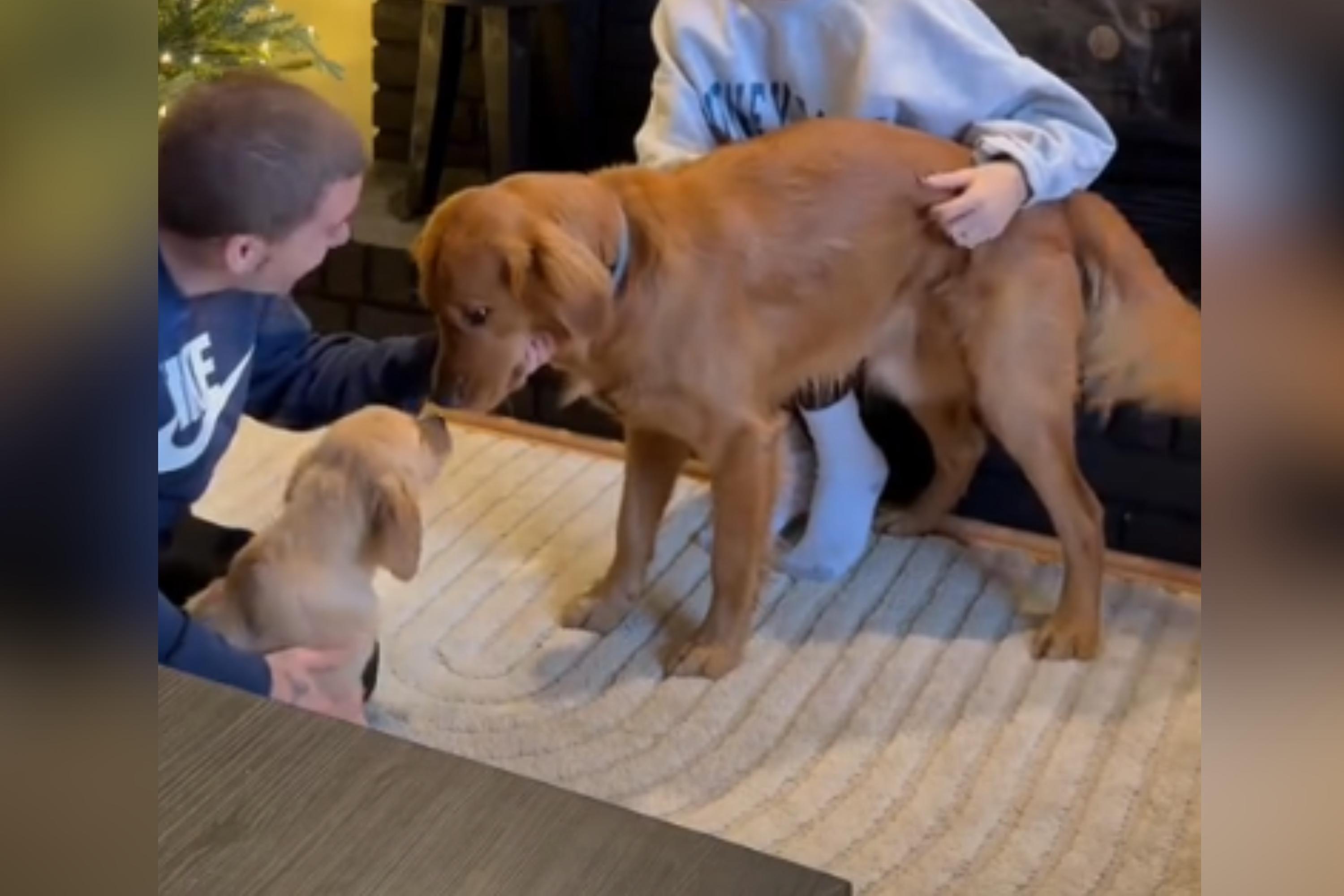 Kobe Bean the golden retriever was introduced to his new best friend. (TikTok @pawfectpughfam)